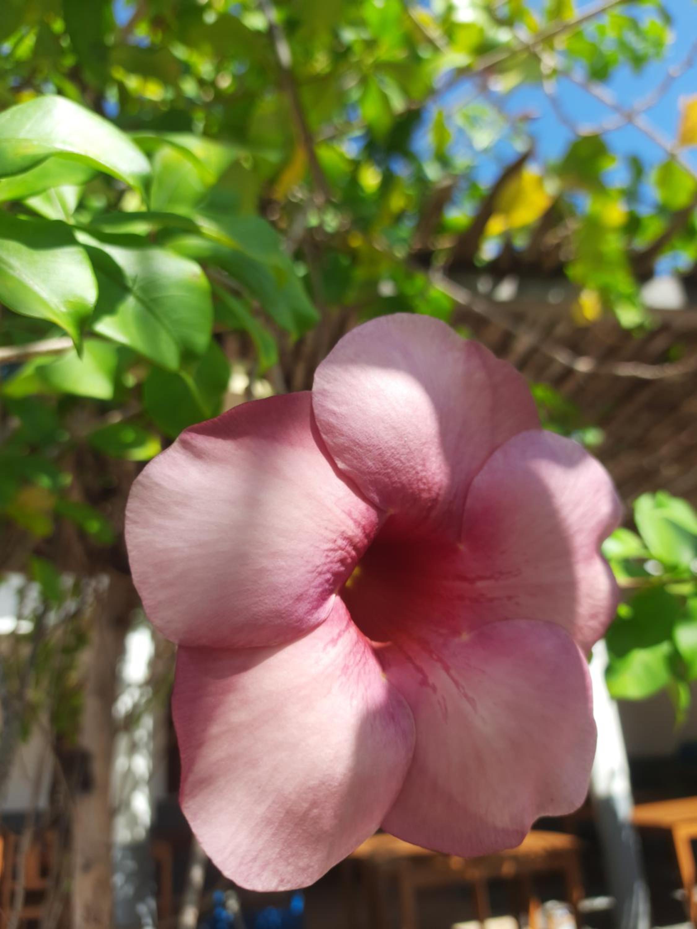 The Jungle, Guriú, CE