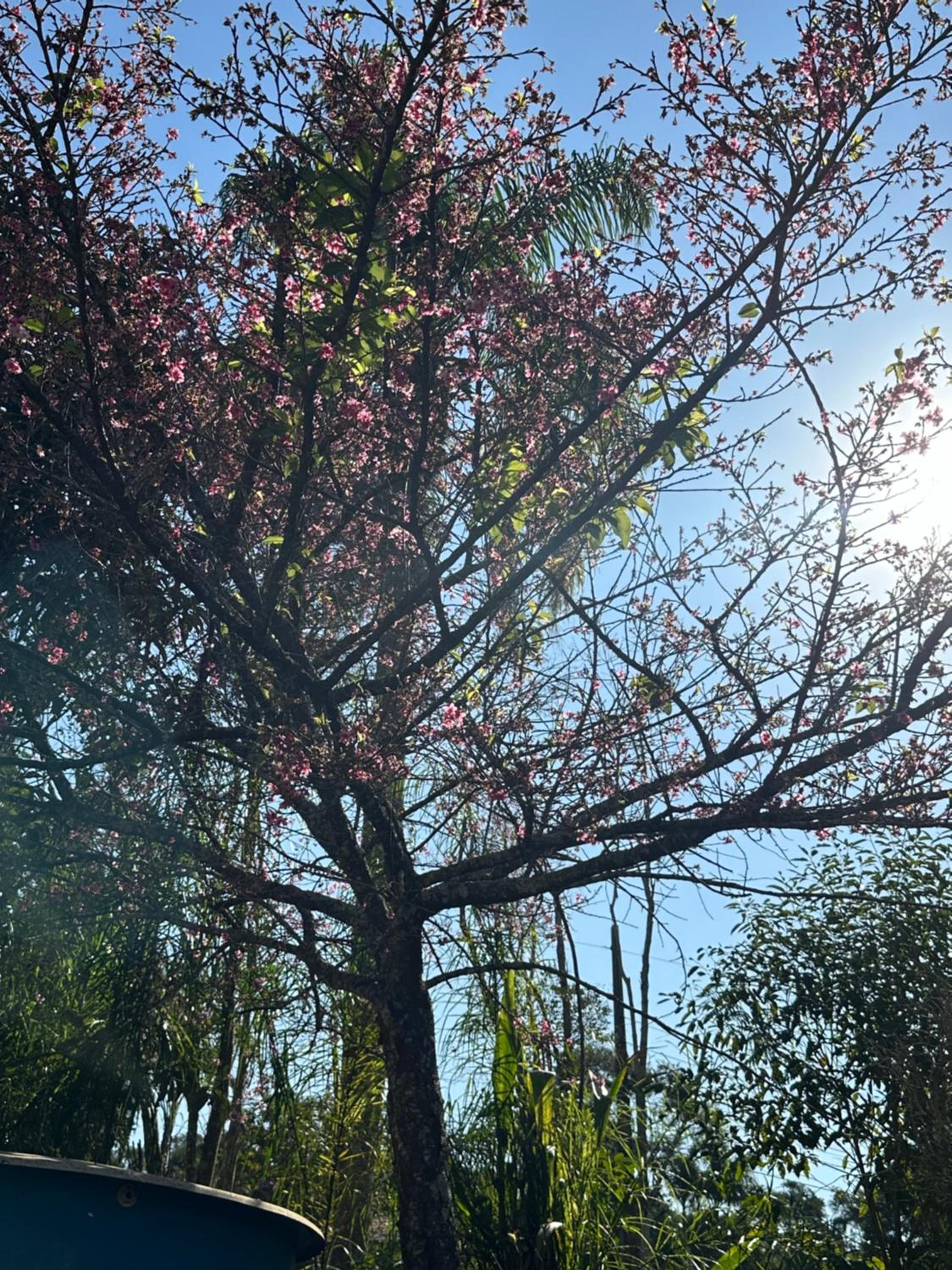 Morada dos beija-flores