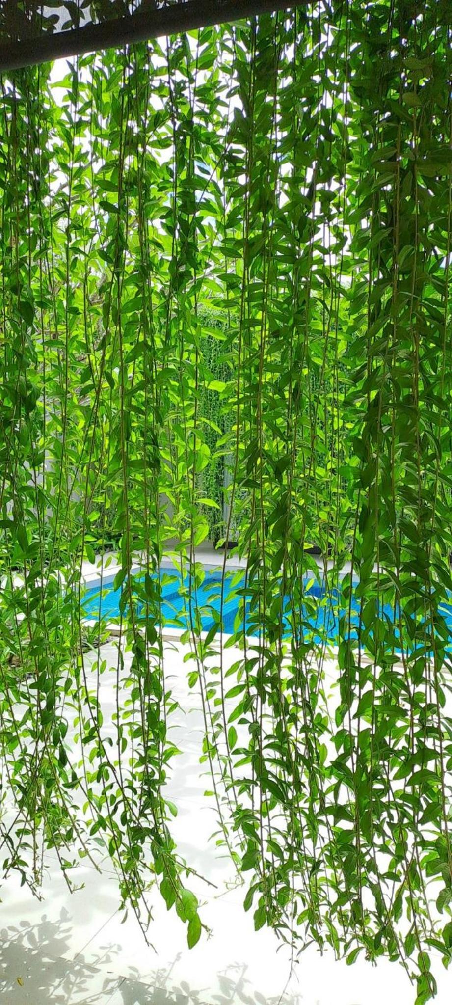 Villa Garden by the beach - Bai Truong Phu Quoc view 5