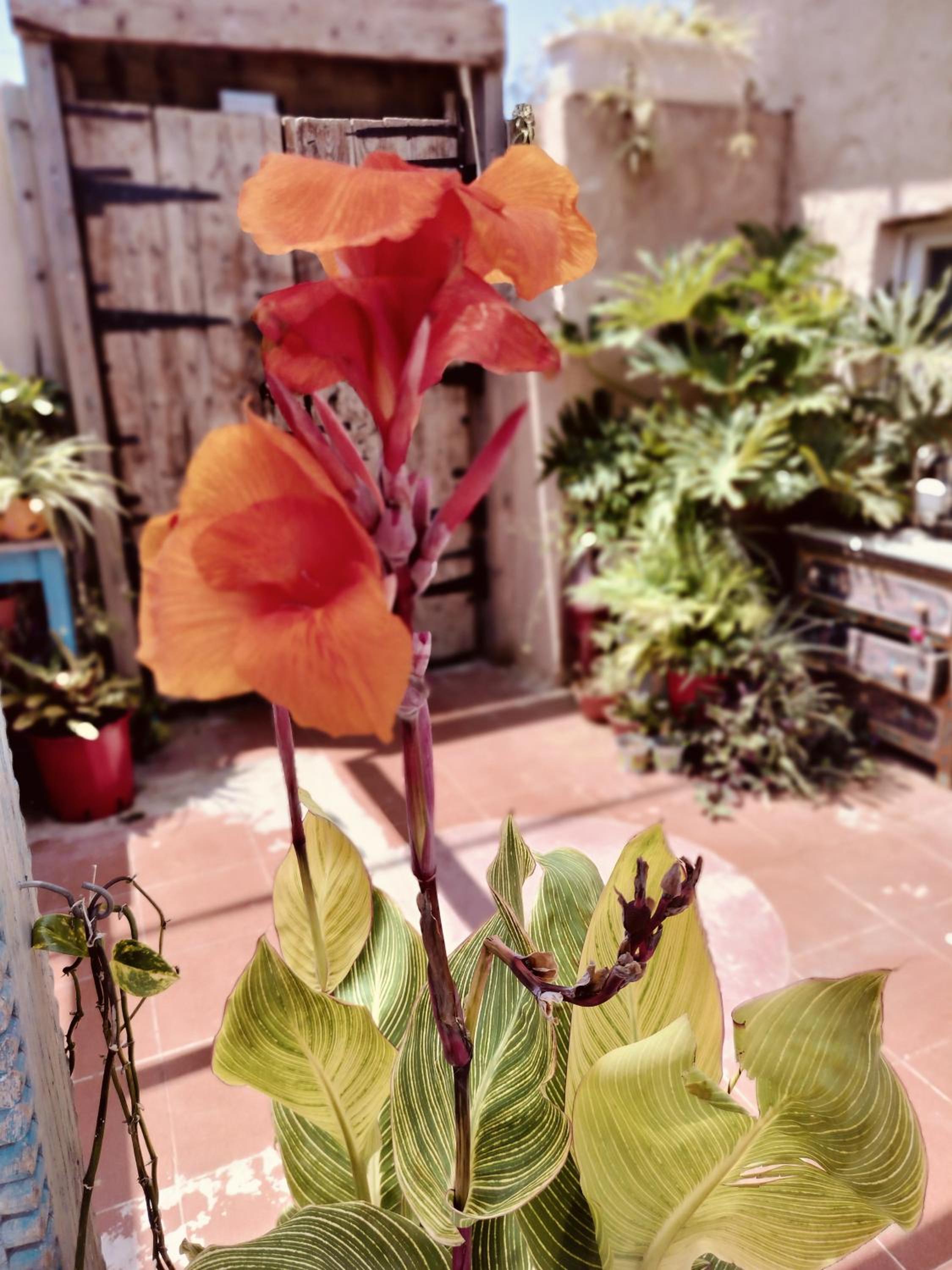 MARRAKECH פלא - PELEH - Queit place 3 km from the beach of Cesarea view 4