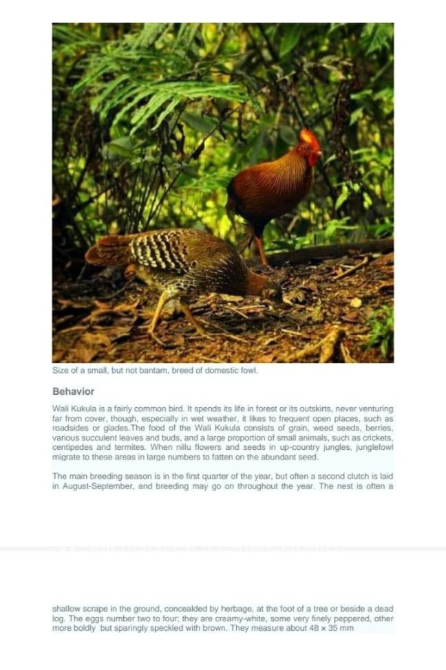 Woodland Hideaway in Sinharaja