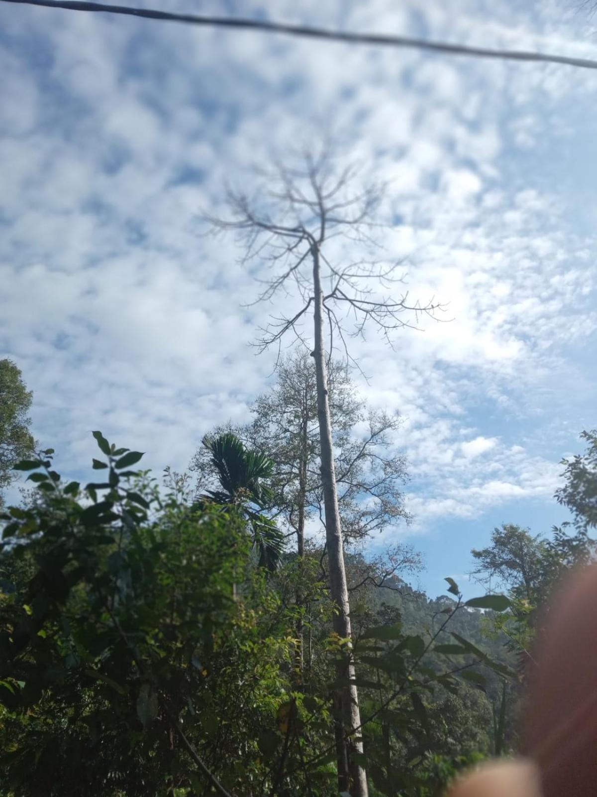 Woodland Hideaway in Sinharaja