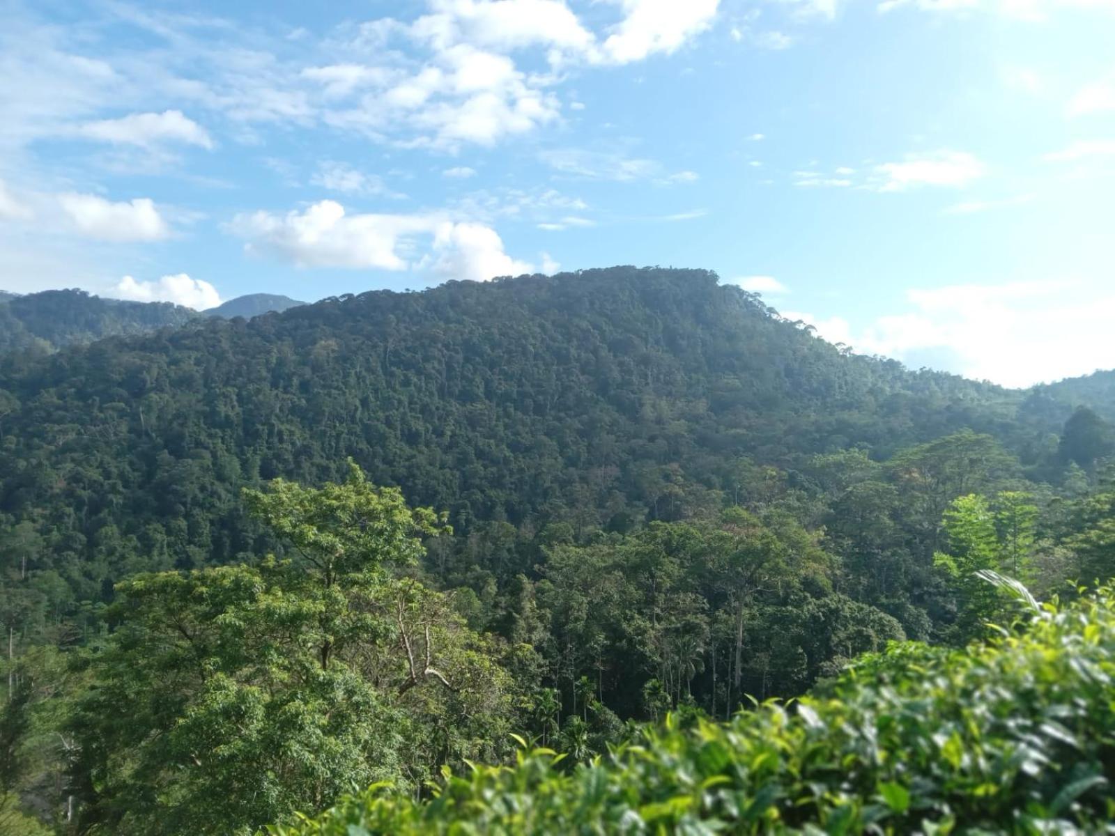 Woodland Hideaway in Sinharaja