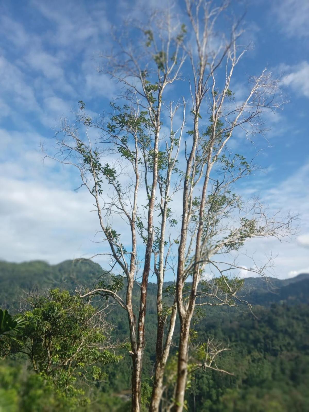 Woodland Hideaway in Sinharaja