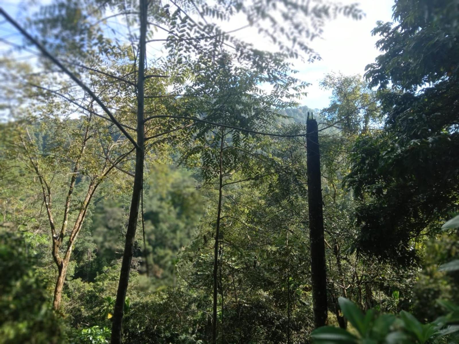 Woodland Hideaway in Sinharaja