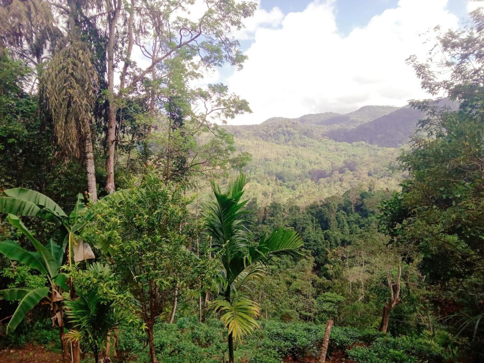 Woodland Hideaway in Sinharaja