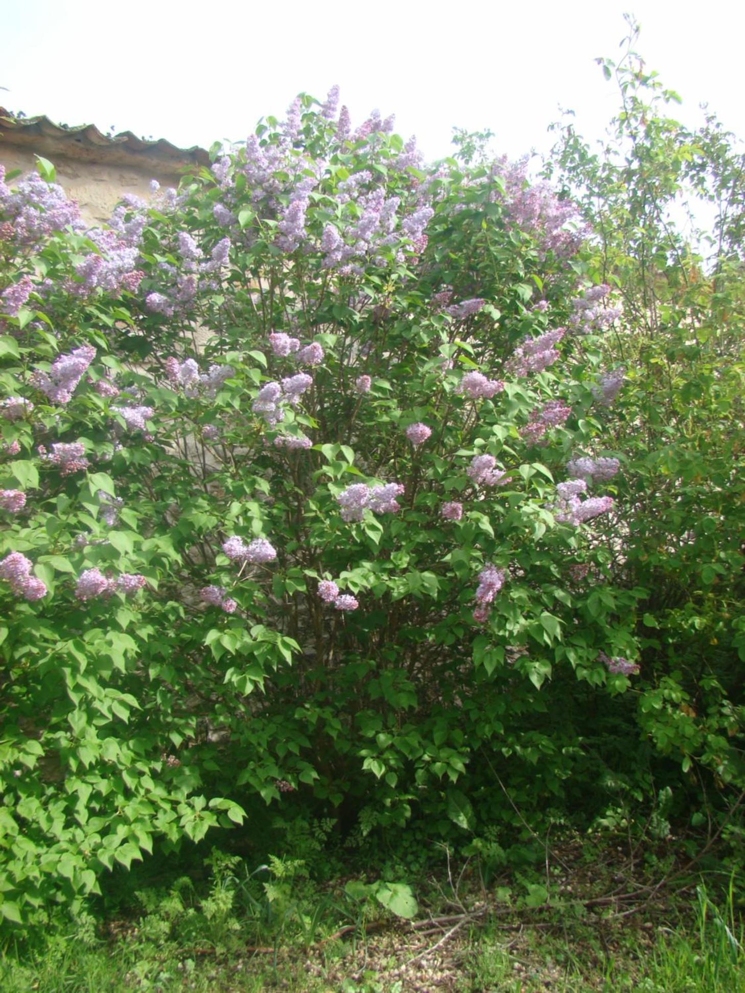 Photo 44