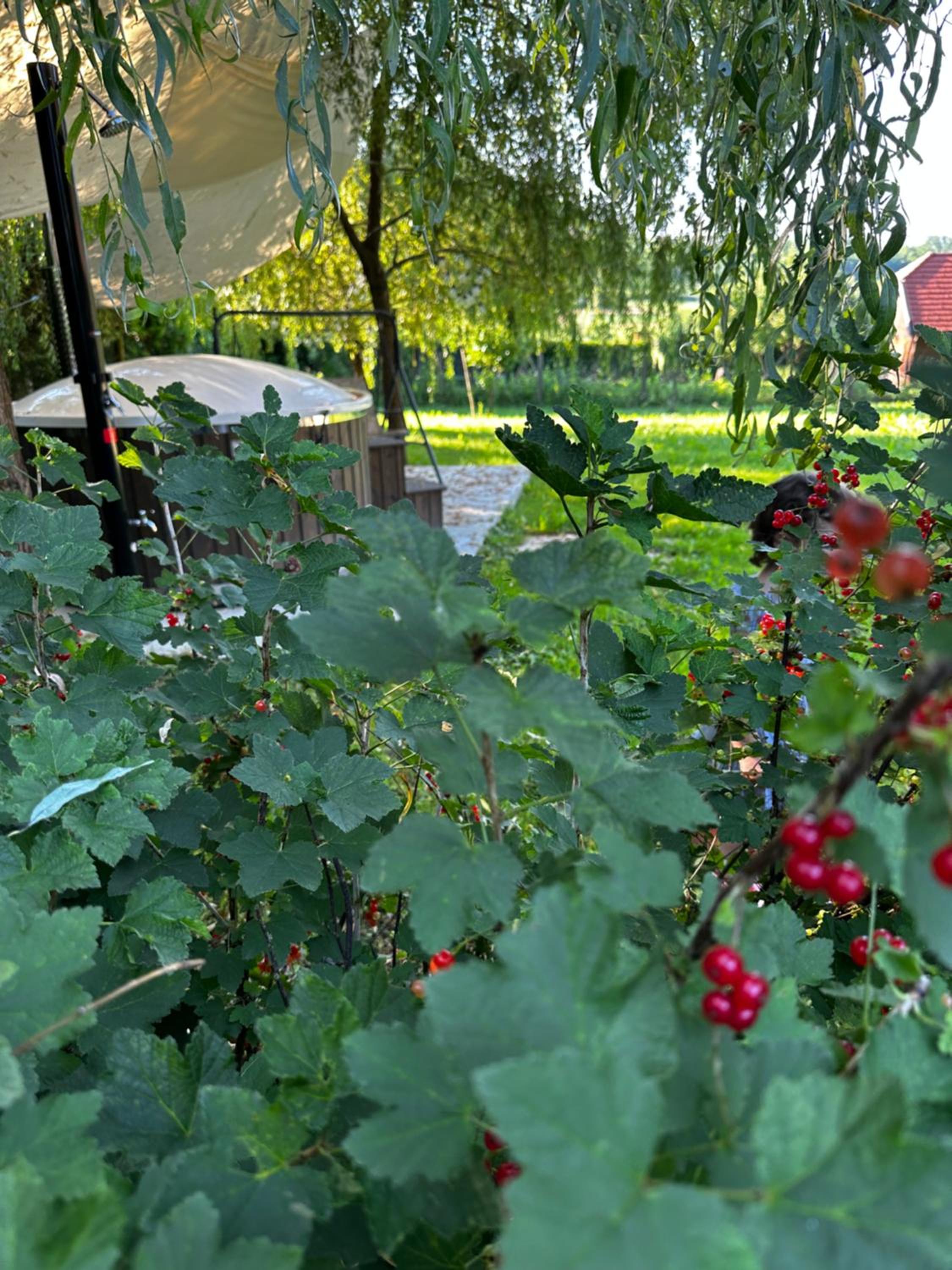 Photo 42