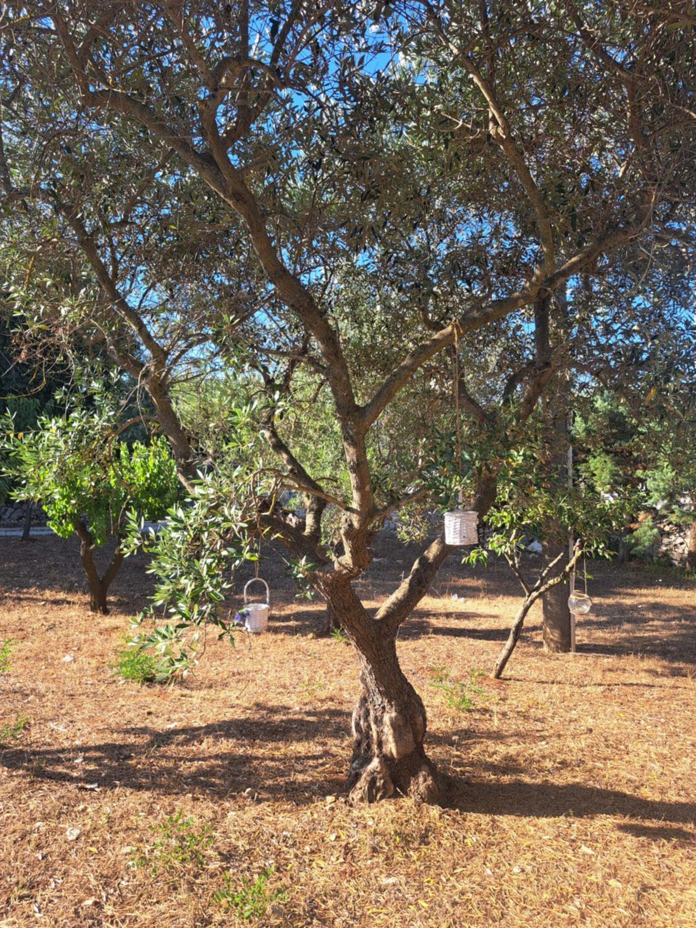 Viale del Sole - il Trullo view 4