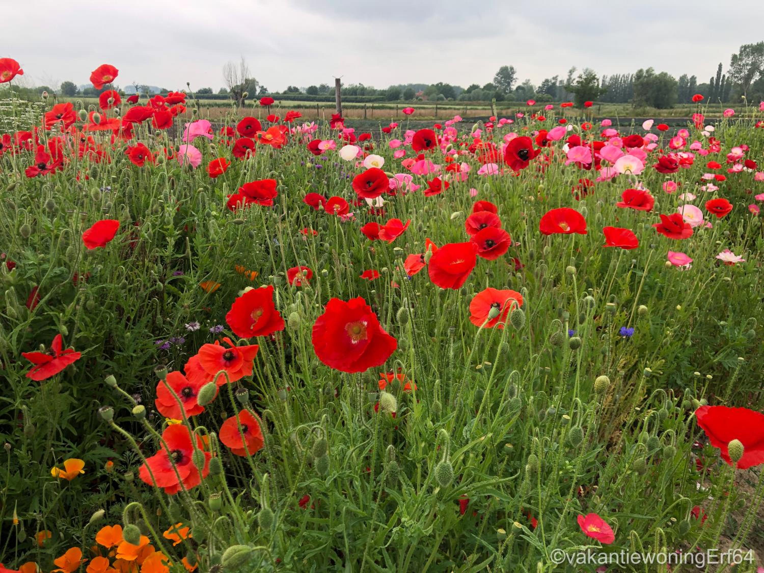 Vakantiewoning Erf64