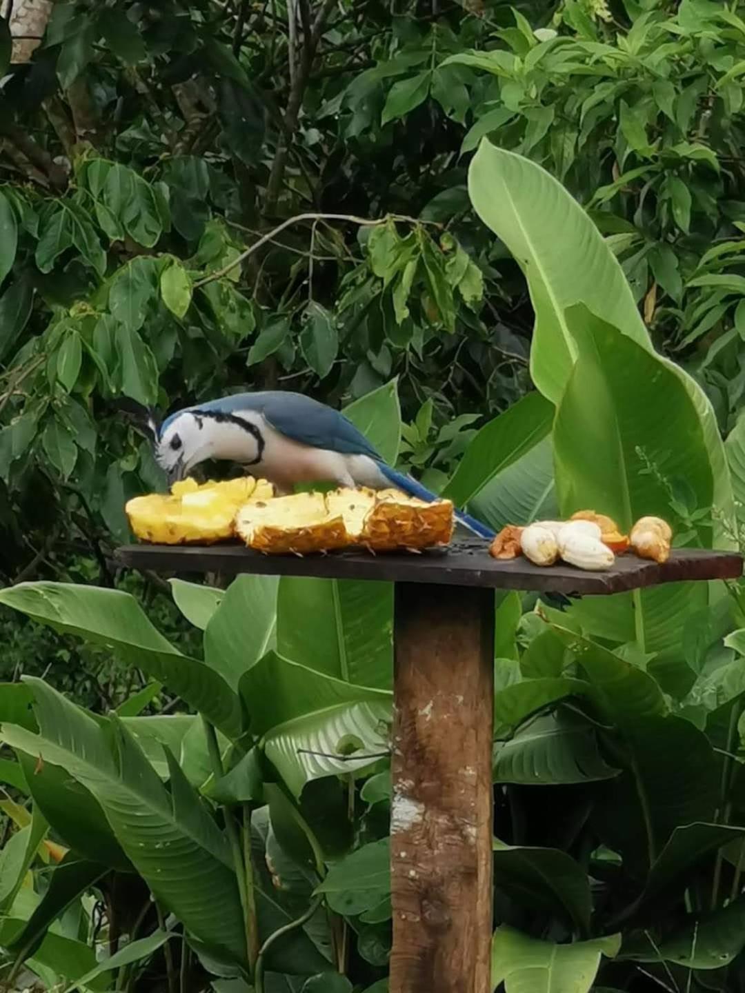 Sunset Inn Arenal B&B