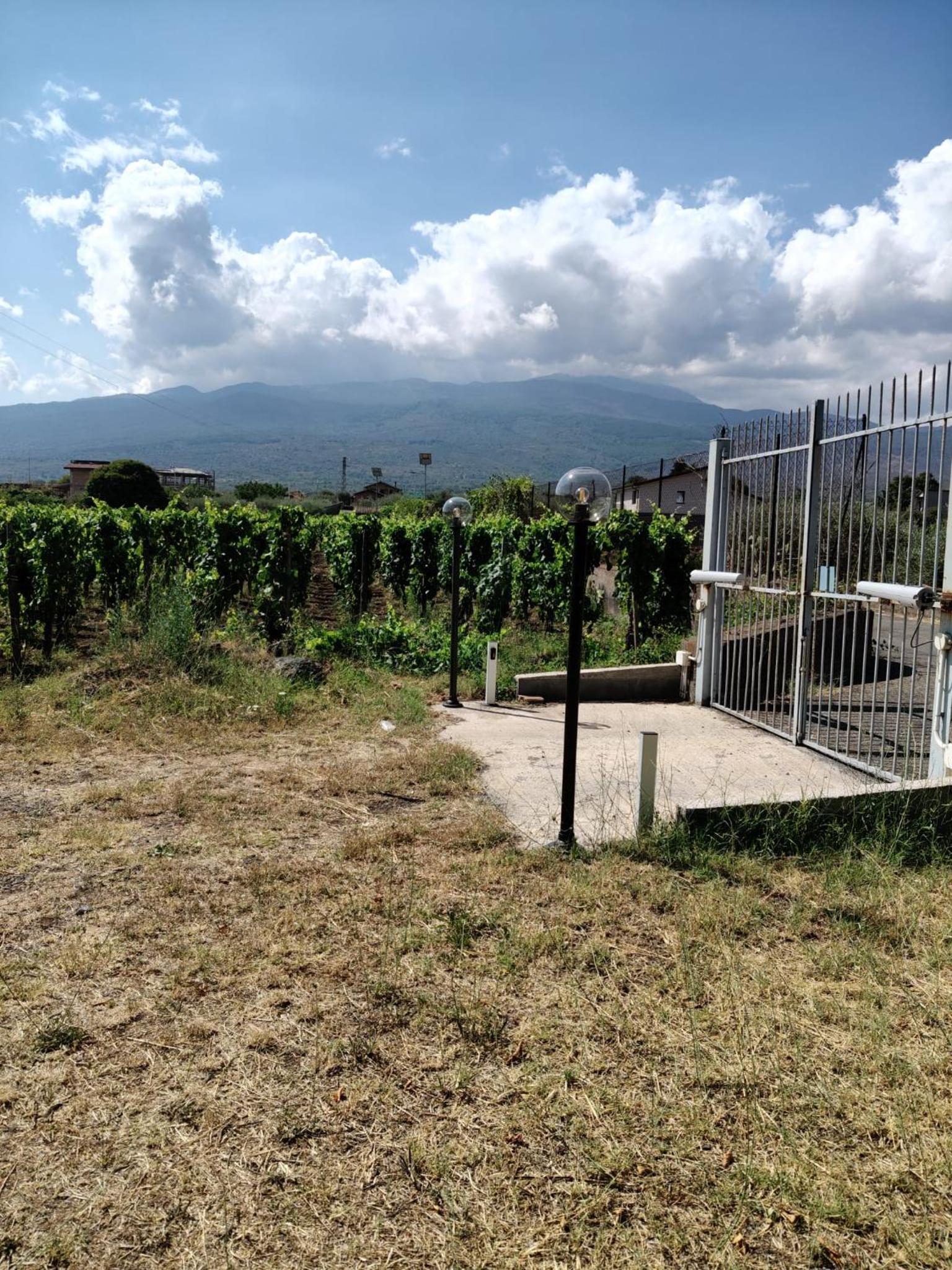 La vigna di Maggi, photo 21