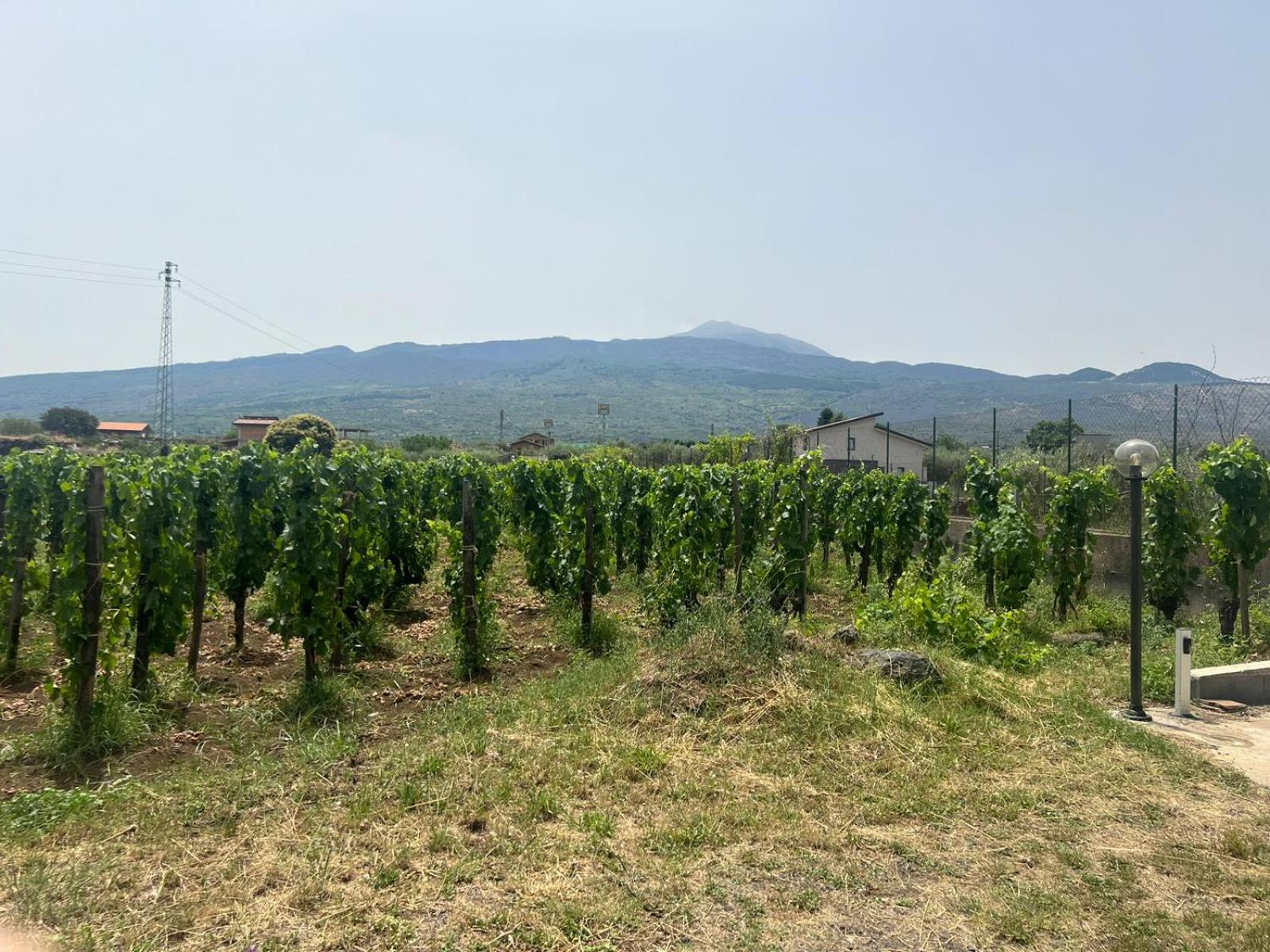 La vigna di Maggi en Randazzo