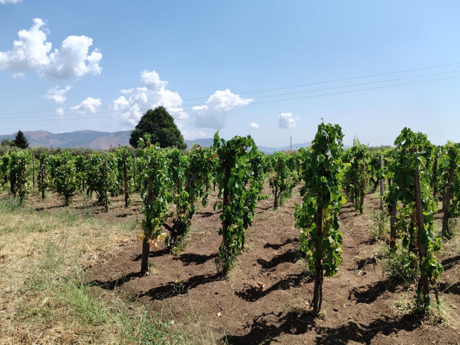 La vigna di Maggi, photo 24