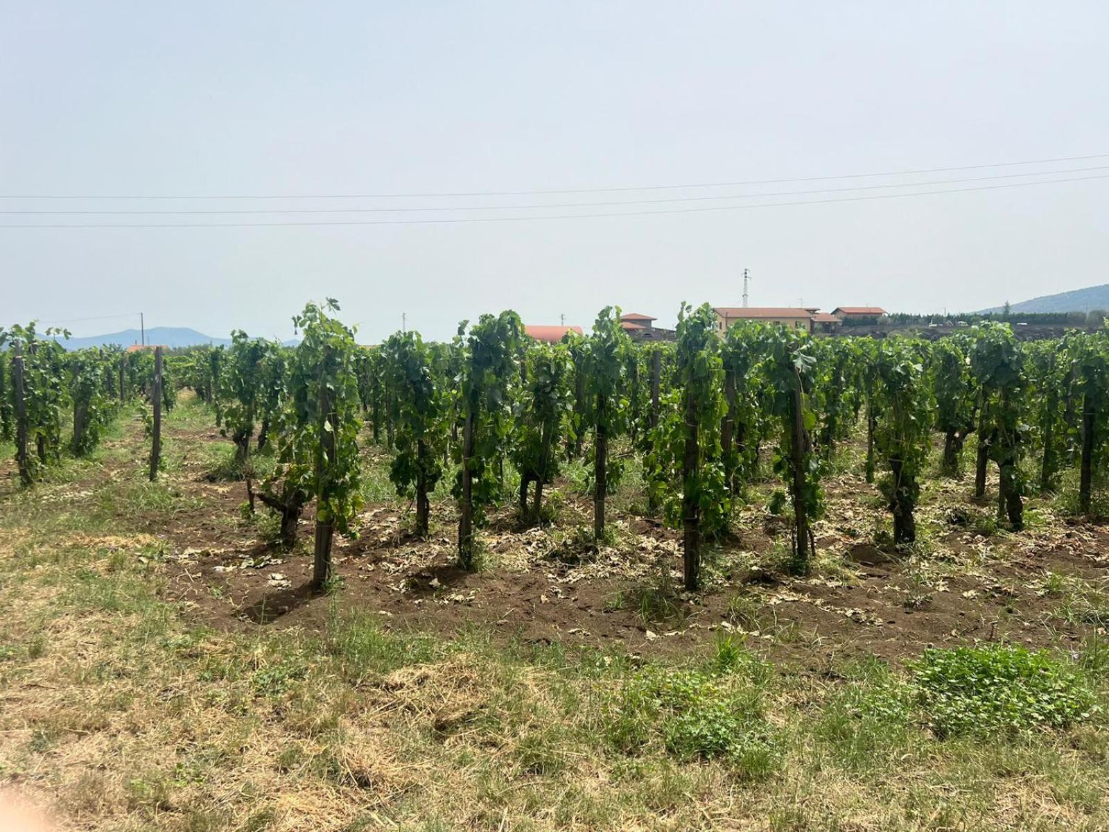 La vigna di Maggi, photo 32