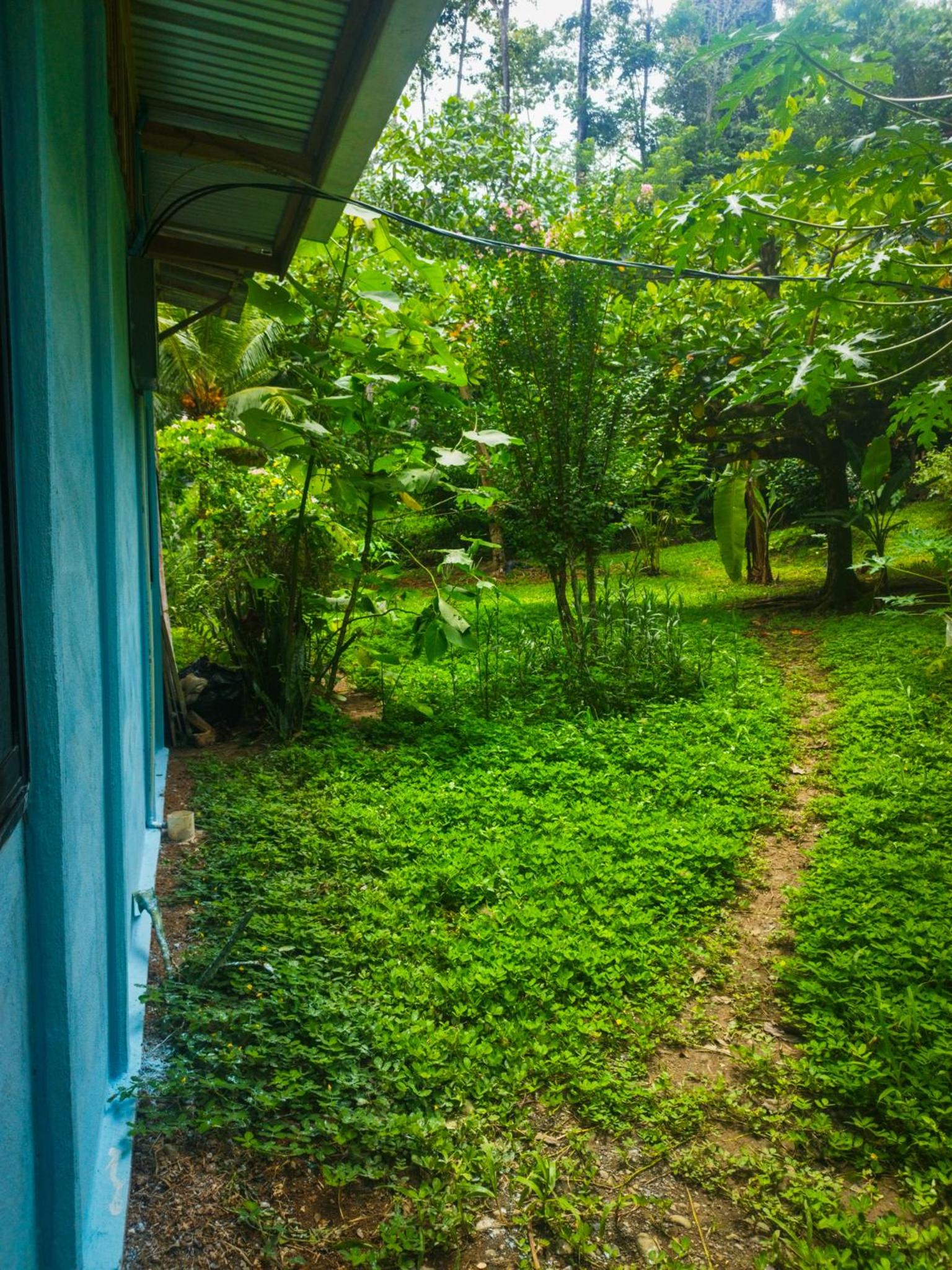 Jungle house