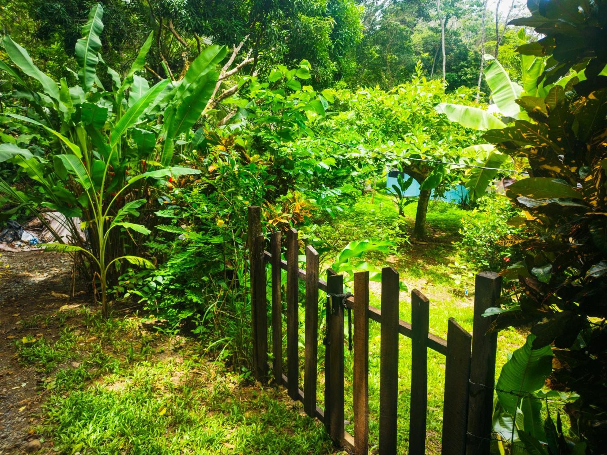 Jungle house