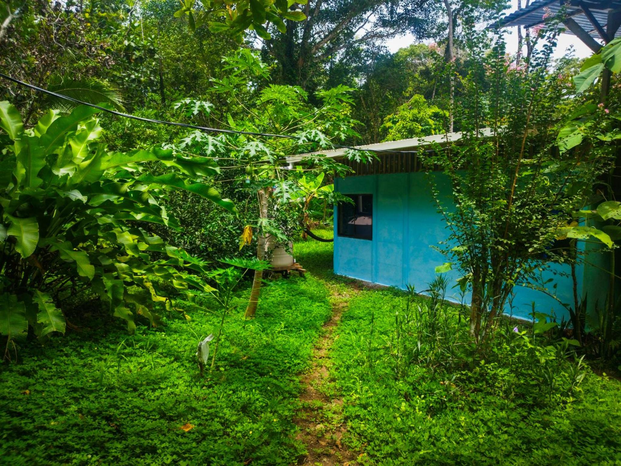 Jungle house
