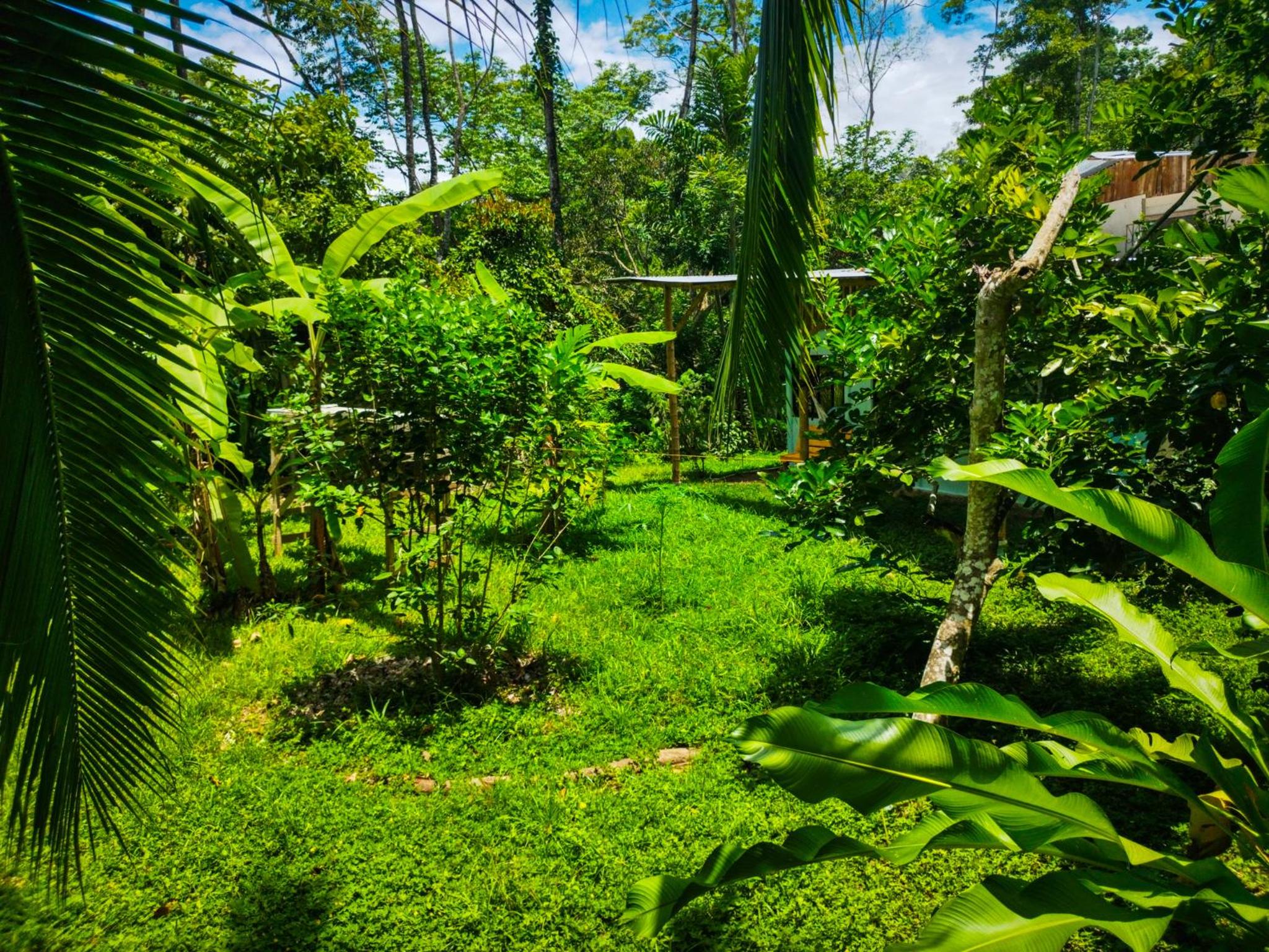 Jungle house