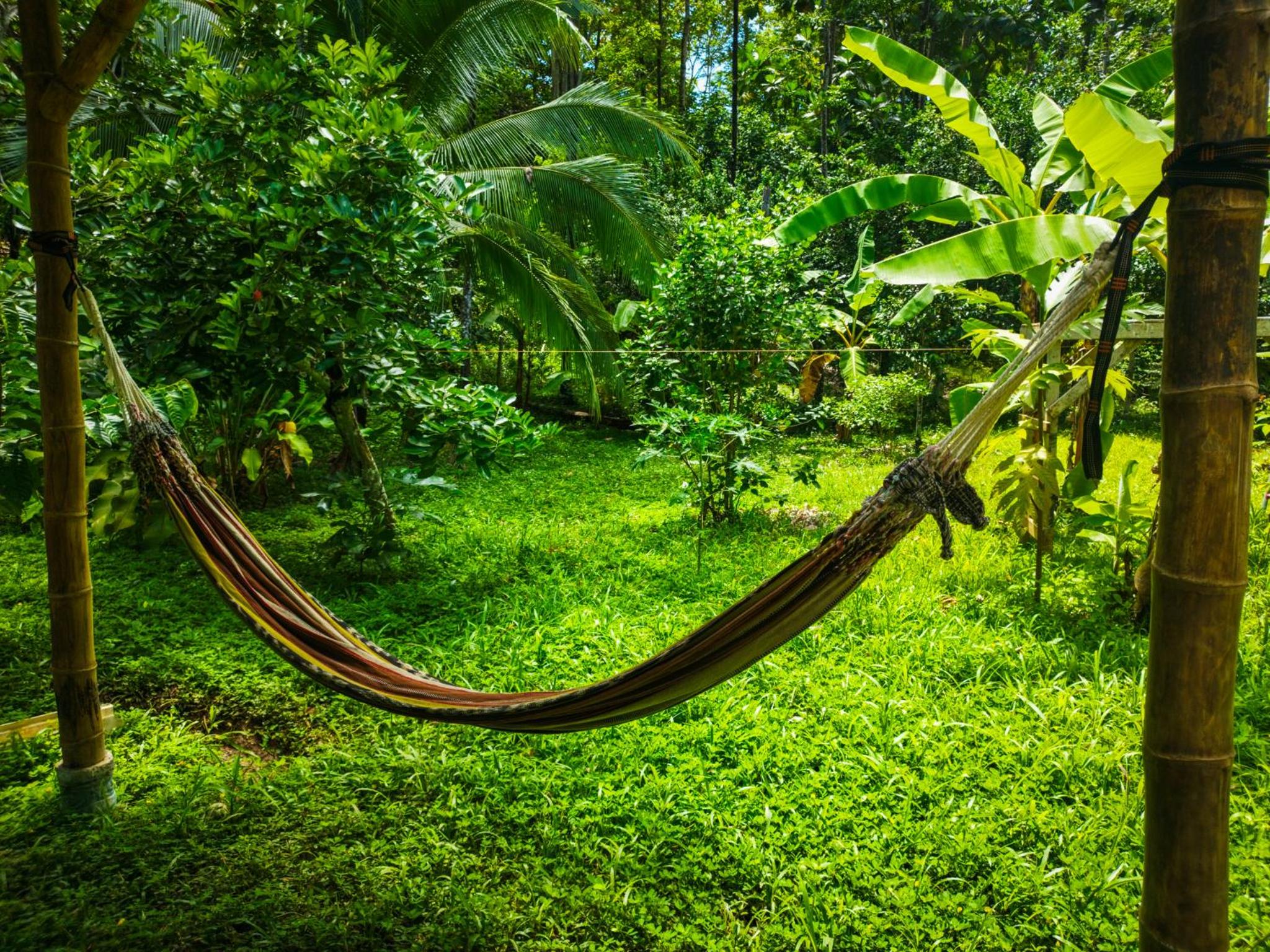 Jungle house