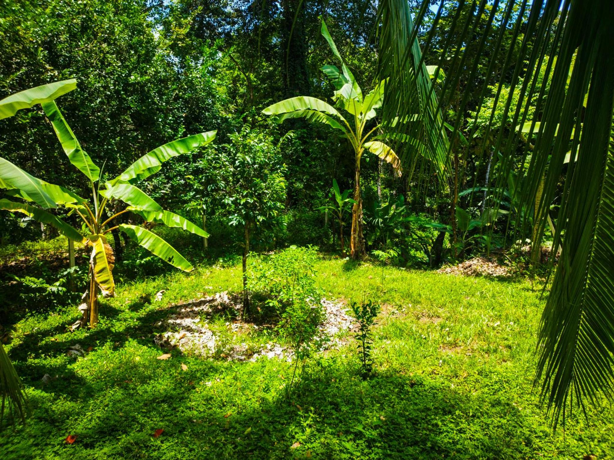 Jungle house