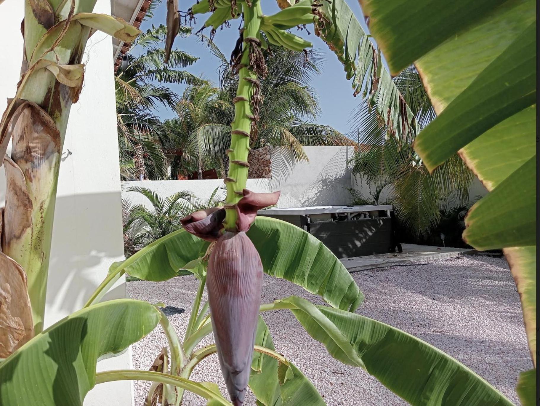 Kas Di Palm Jan Thiel Marbella Estate Resort Curacao