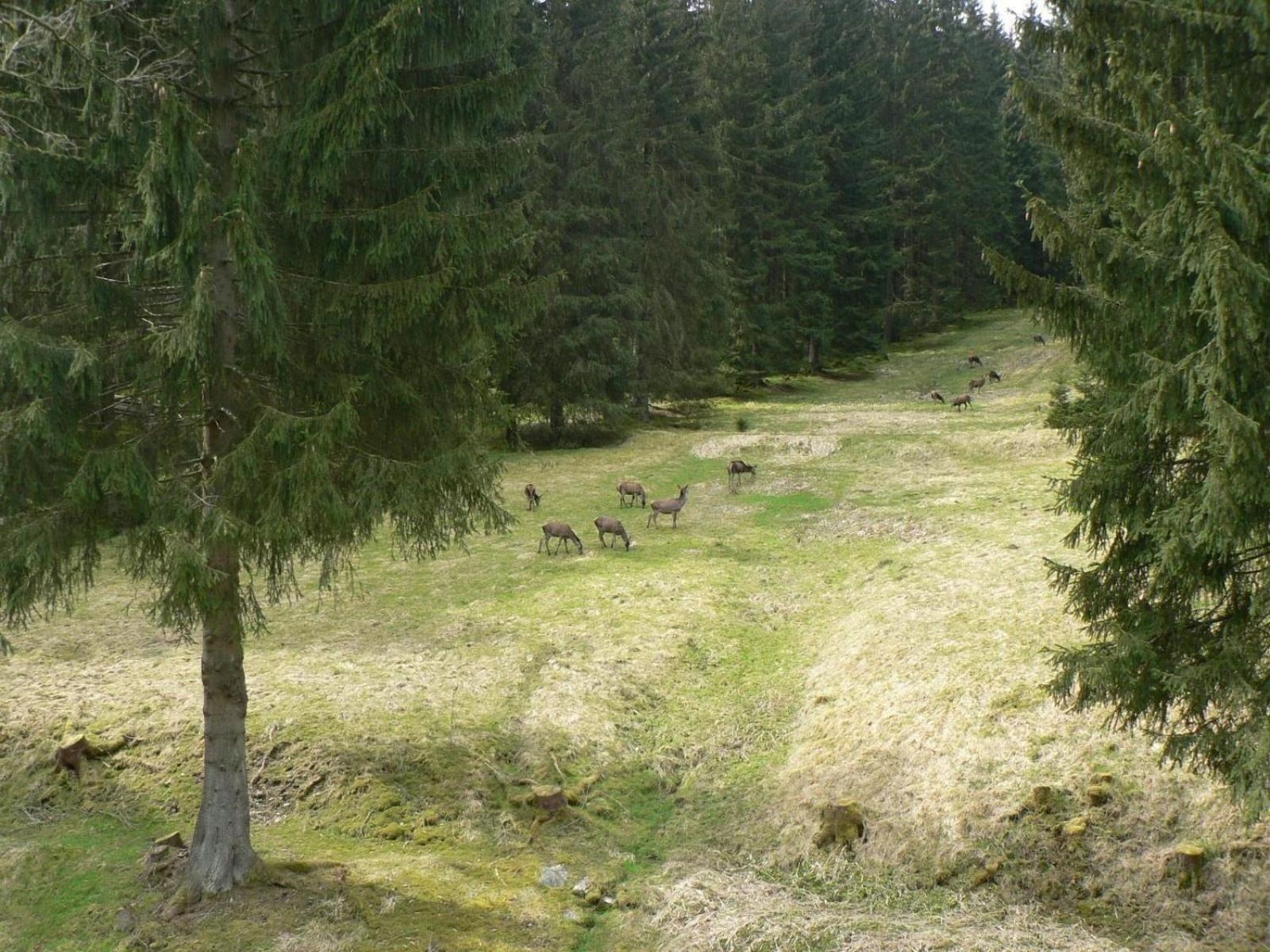 Ferienhaus für 6 Personen ca 96 m in Großbreitenbach, Thüringen Thüringer Wald