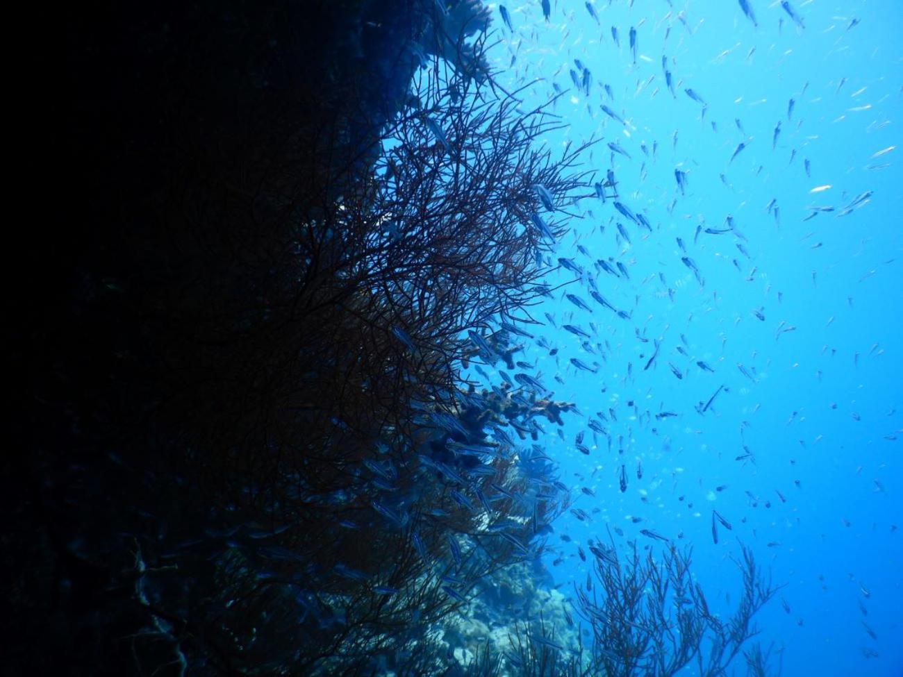 Raja Ampat Blue Sea
