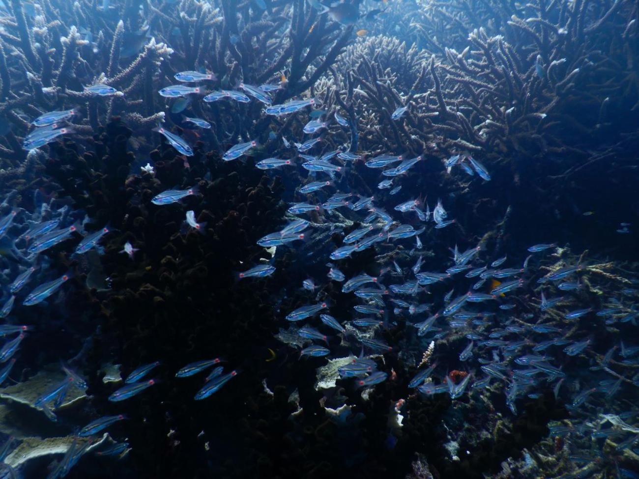 Raja Ampat Blue Sea