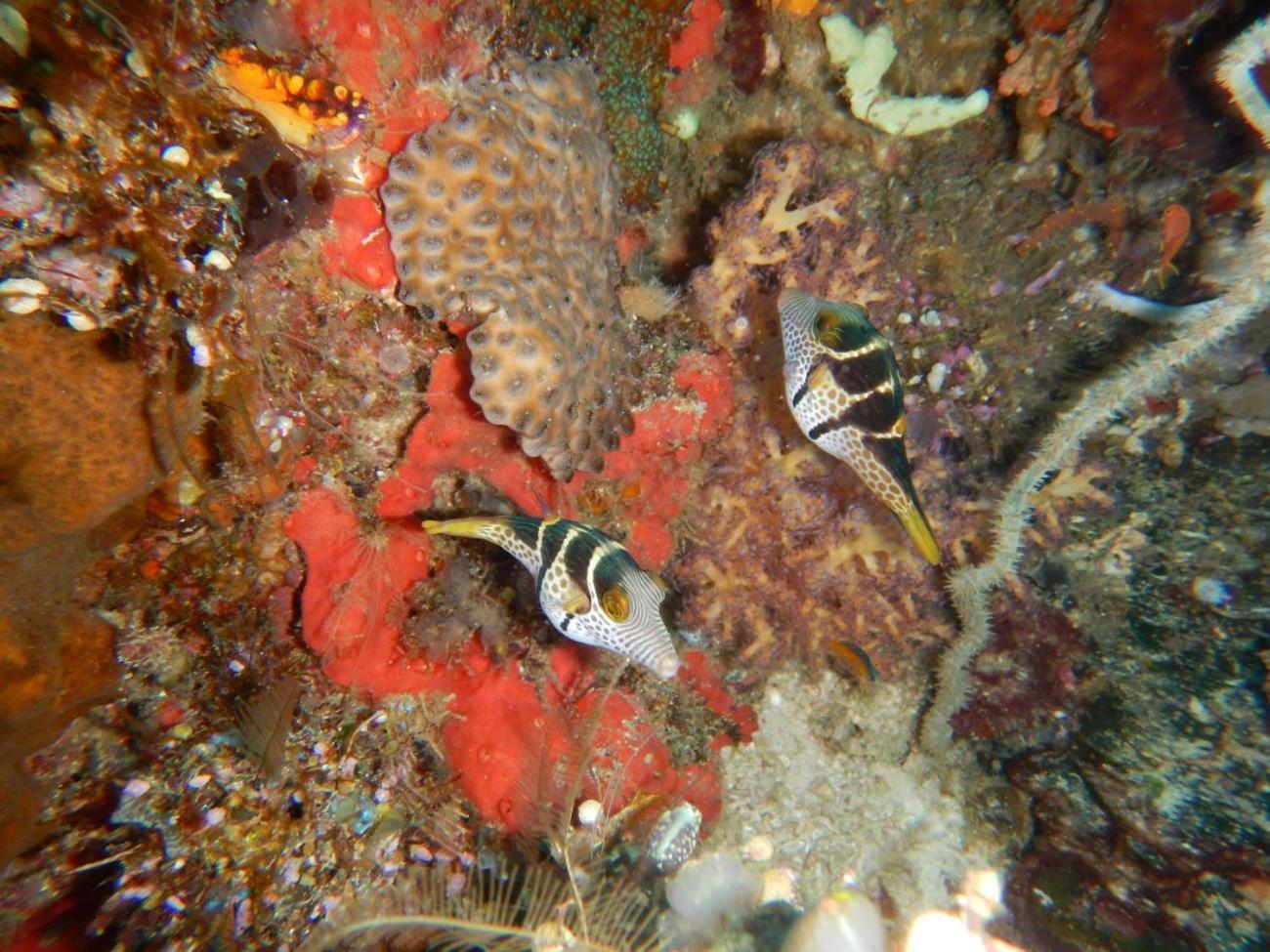 Raja Ampat Blue Sea
