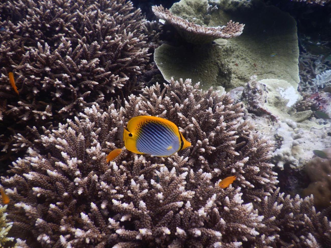 Raja Ampat Blue Sea