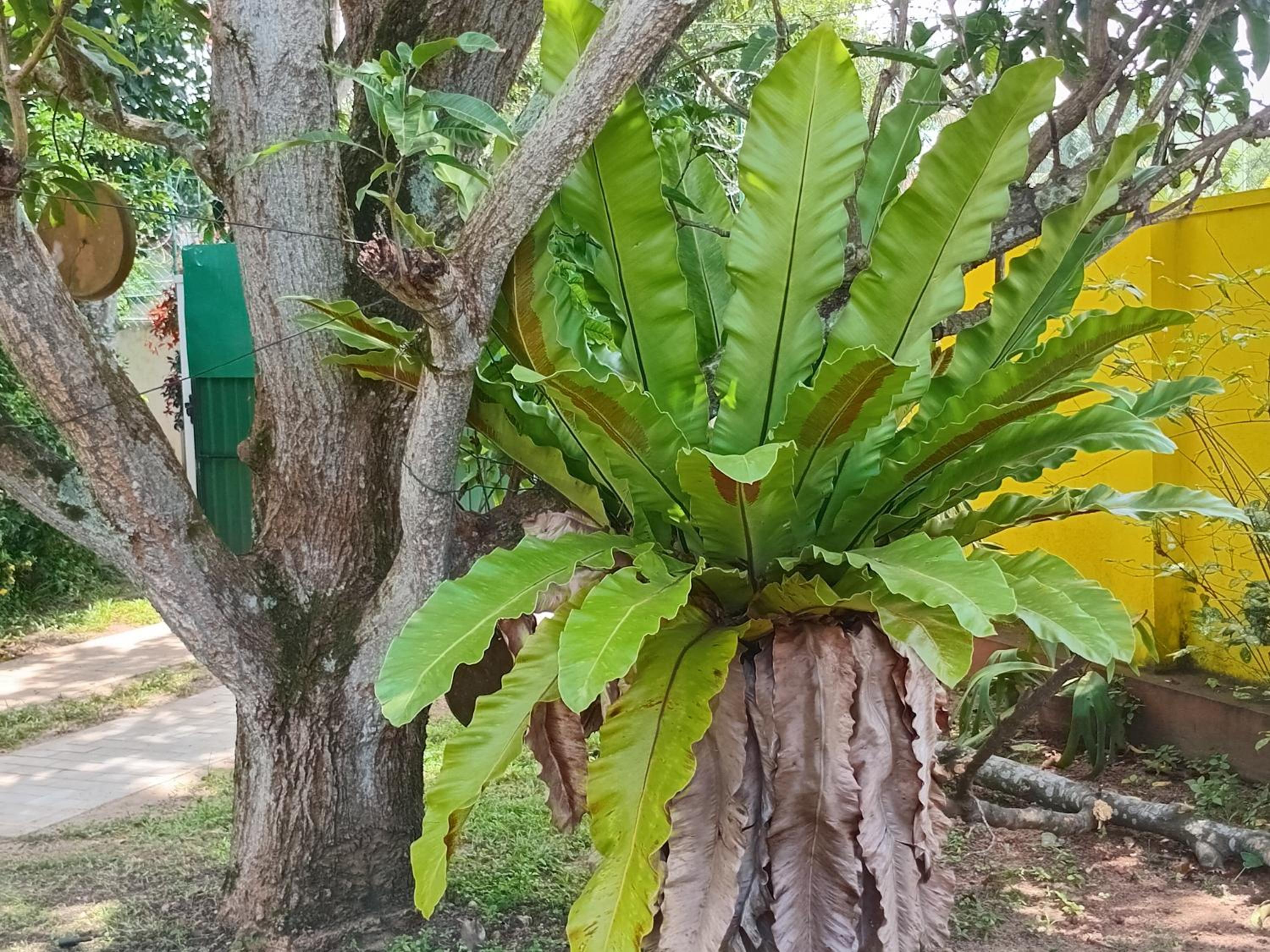 Tamarind Villa