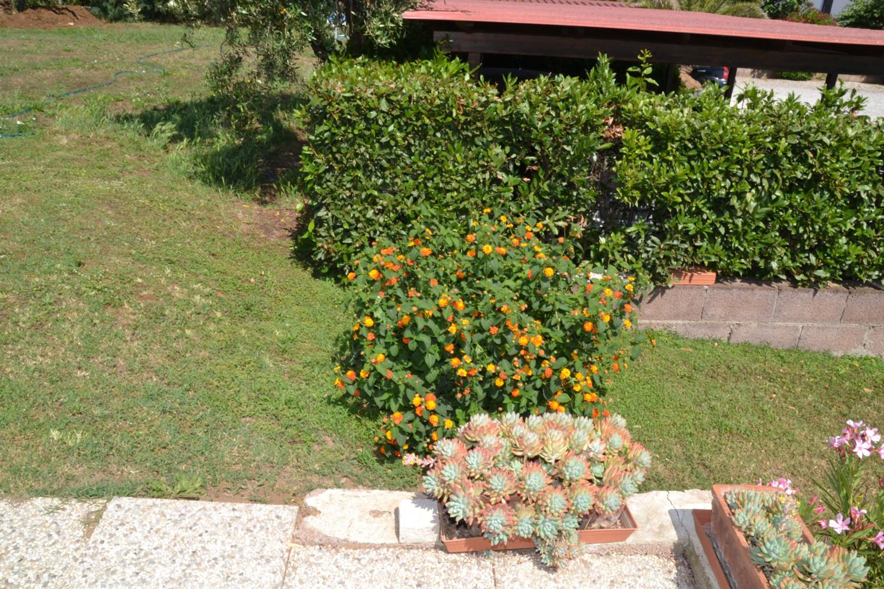La Mimosa