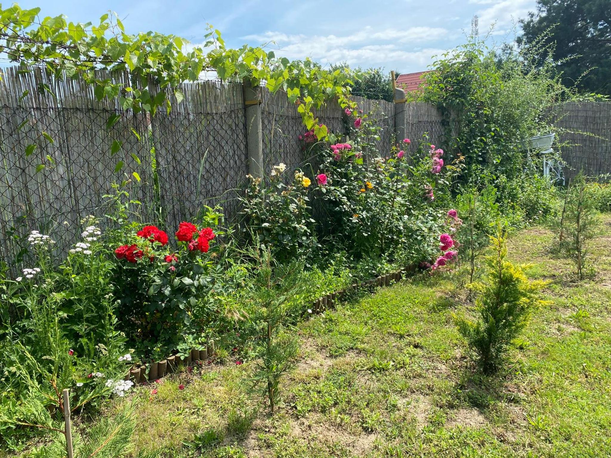 Photo 33