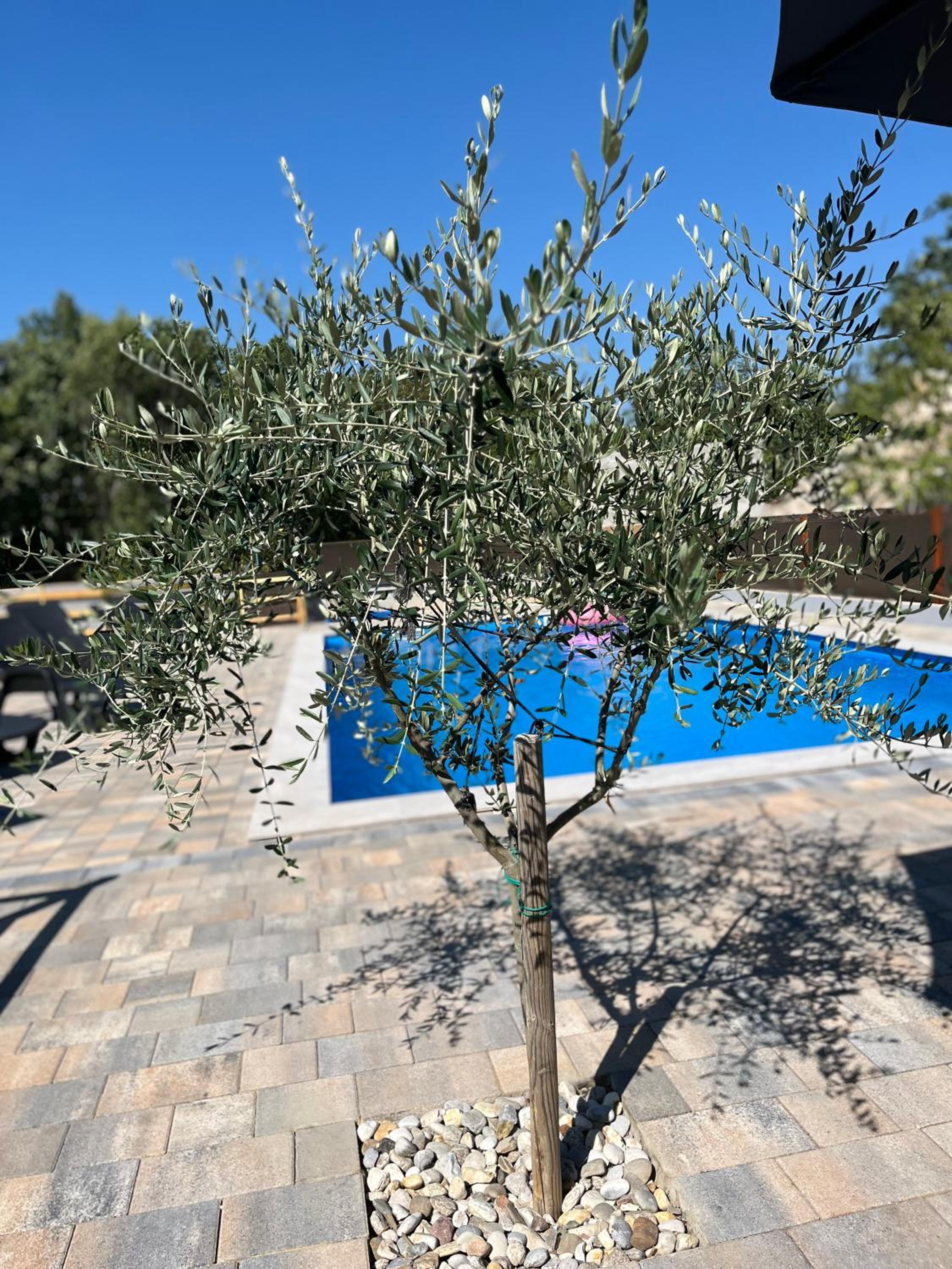 Landhaus Olive