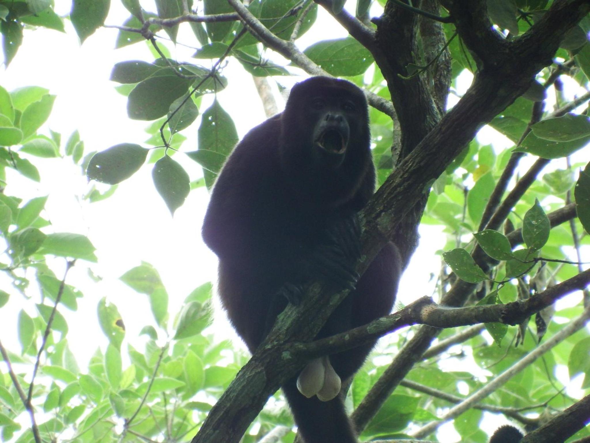 Selva Color - Forest & Beach EcoLodge
