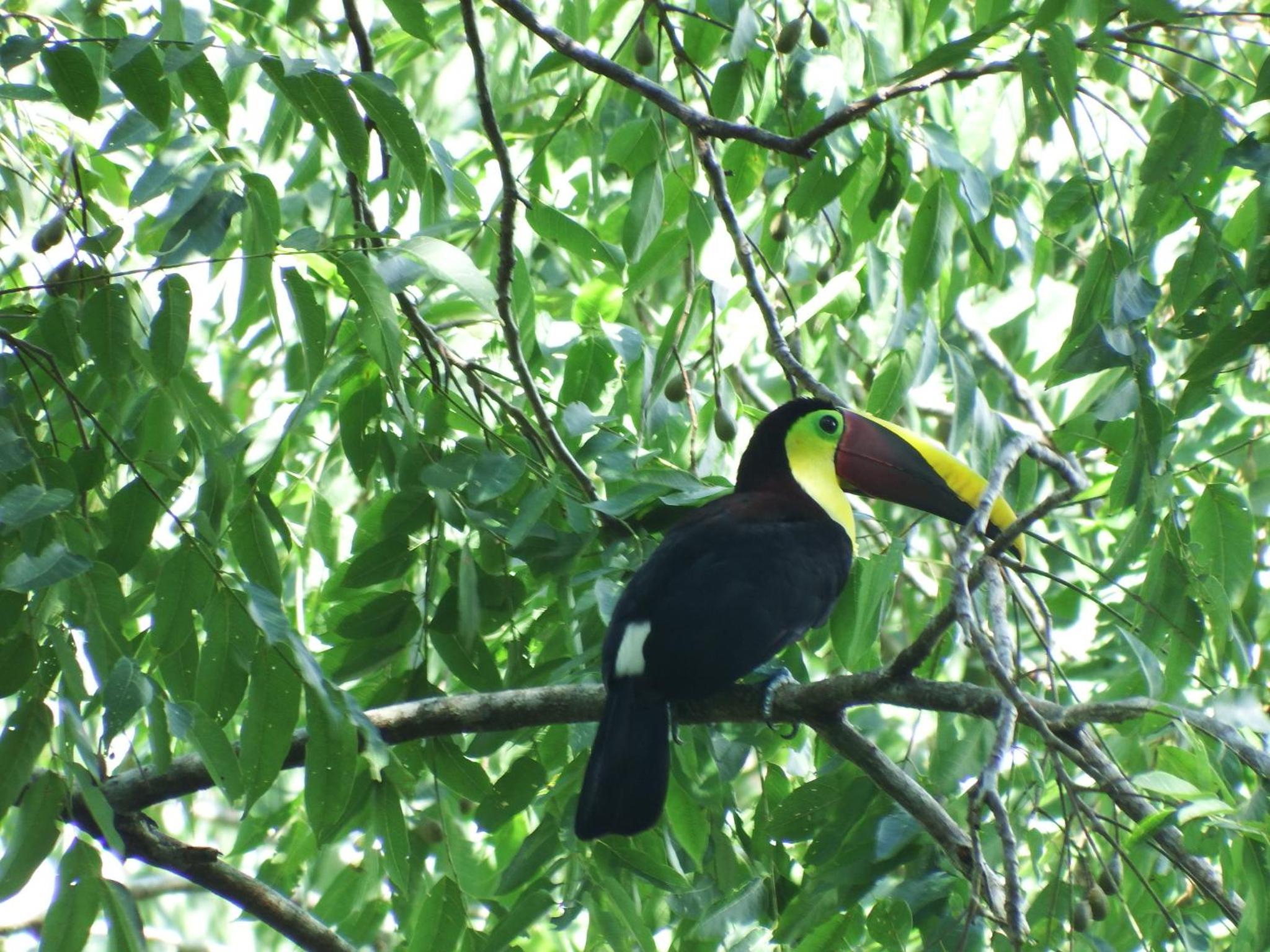 Selva Color - Forest & Beach EcoLodge