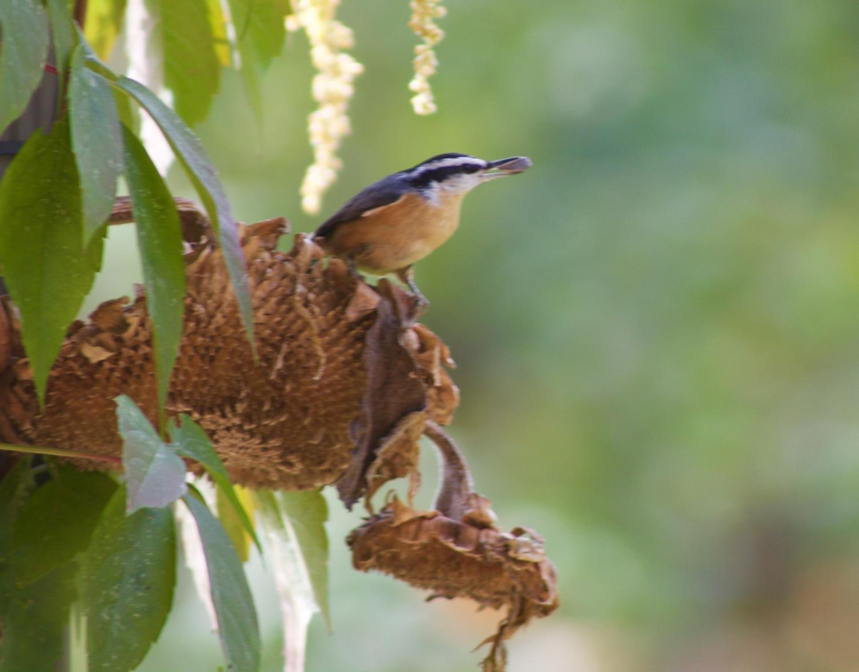 Windborne Bed & Breakfast