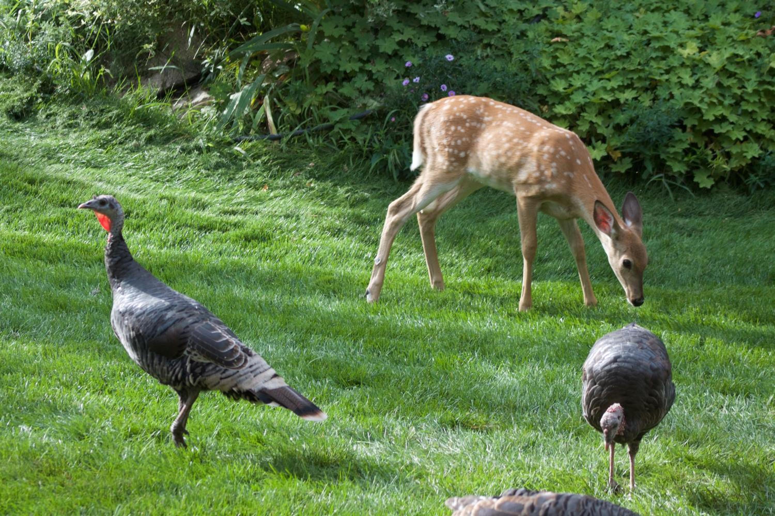 Windborne Bed & Breakfast