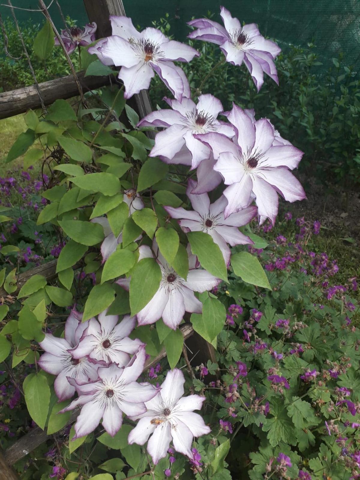 Photo 36