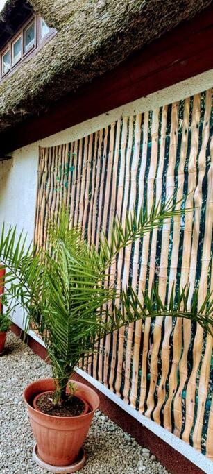 Style Boho Reethaus Wohnung mit SUP und Kanu