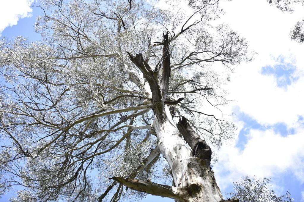 Romantic Retreat in the Dandenong Mountains