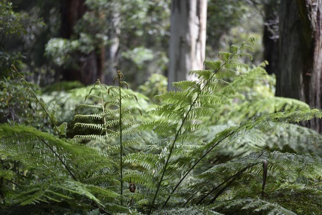 Romantic Retreat in the Dandenong Mountains