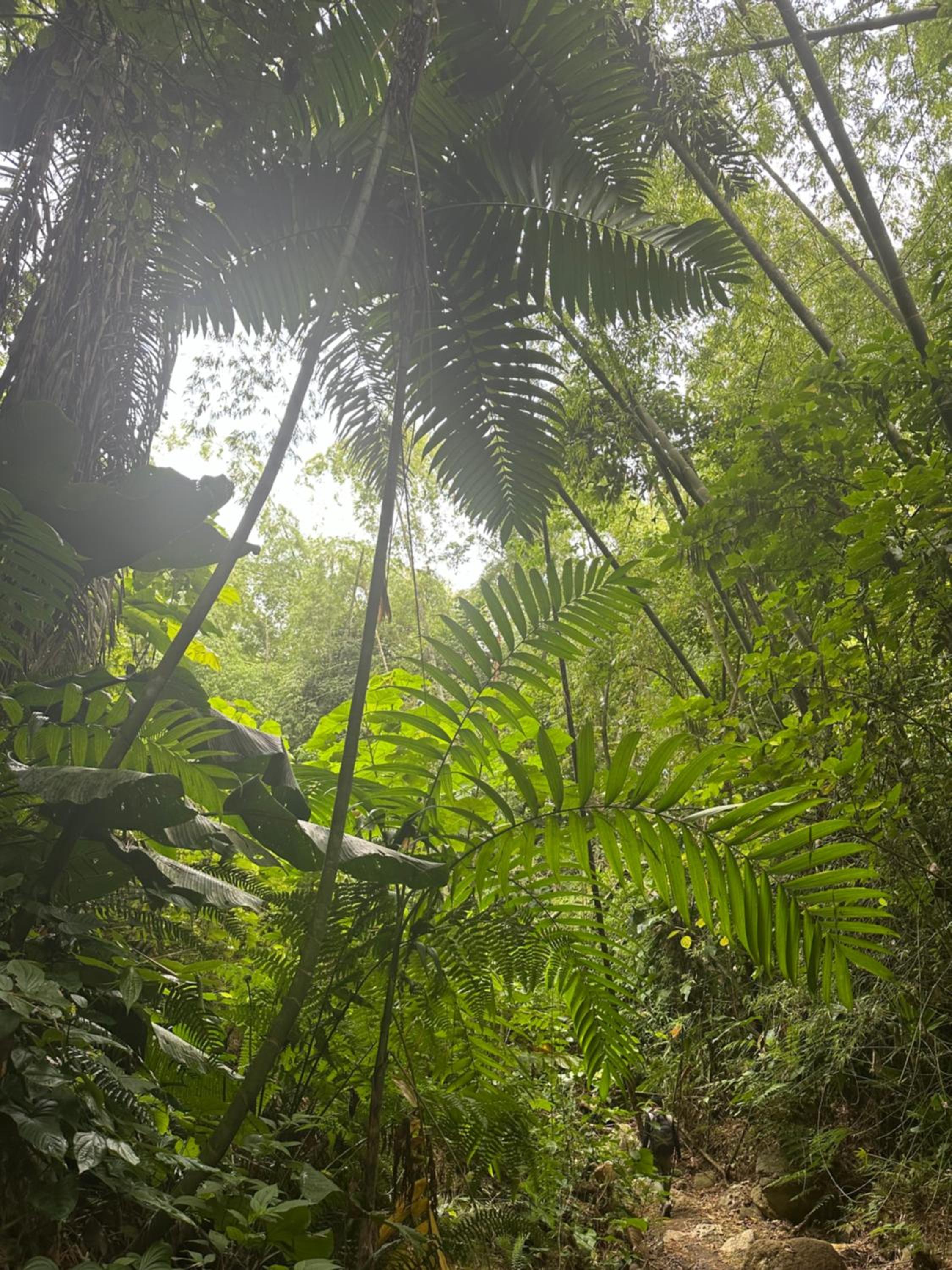 Randis Oasis