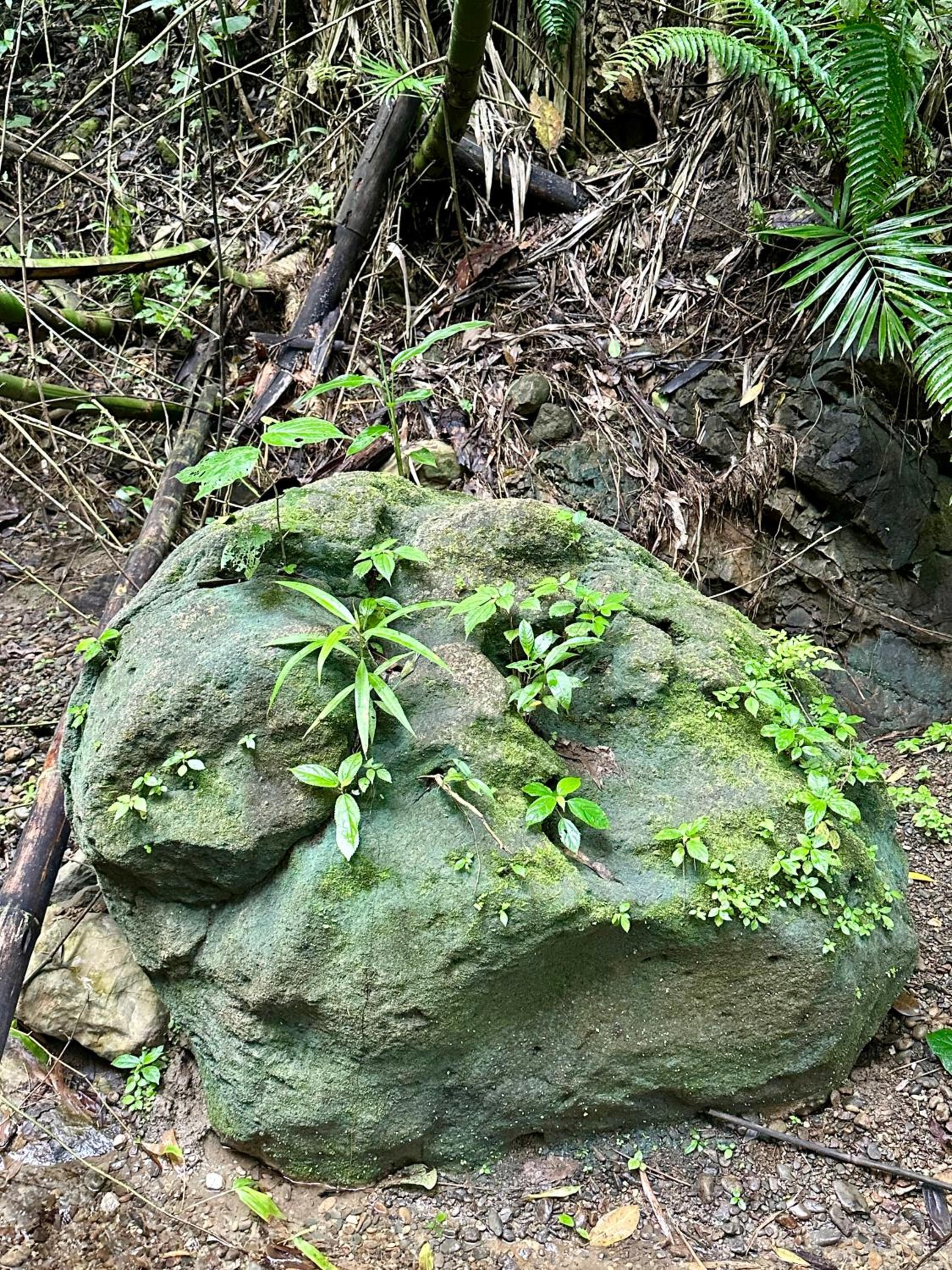 Randis Oasis