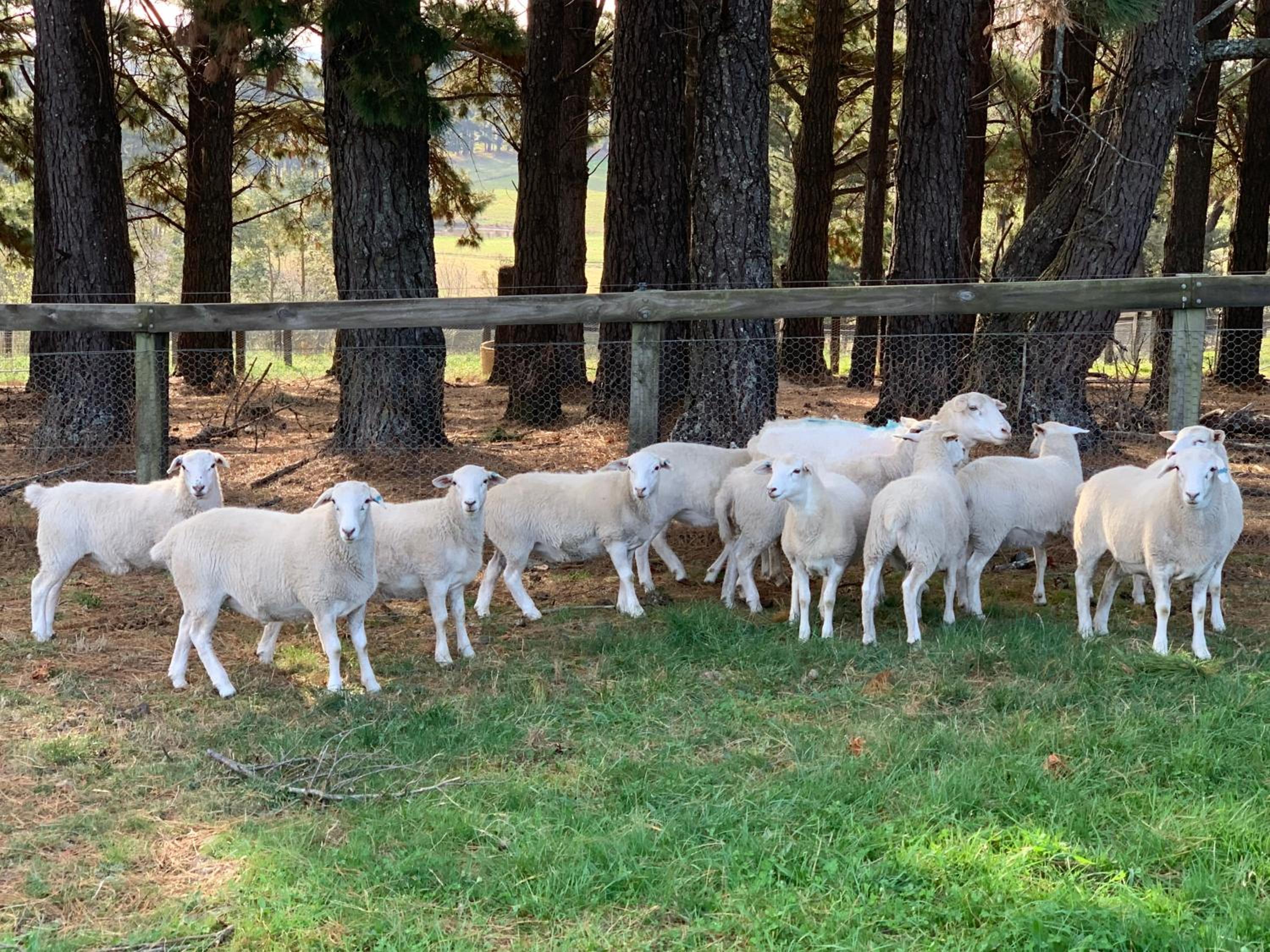 The Grange Berrima - The Ultimate Rural Retreat
