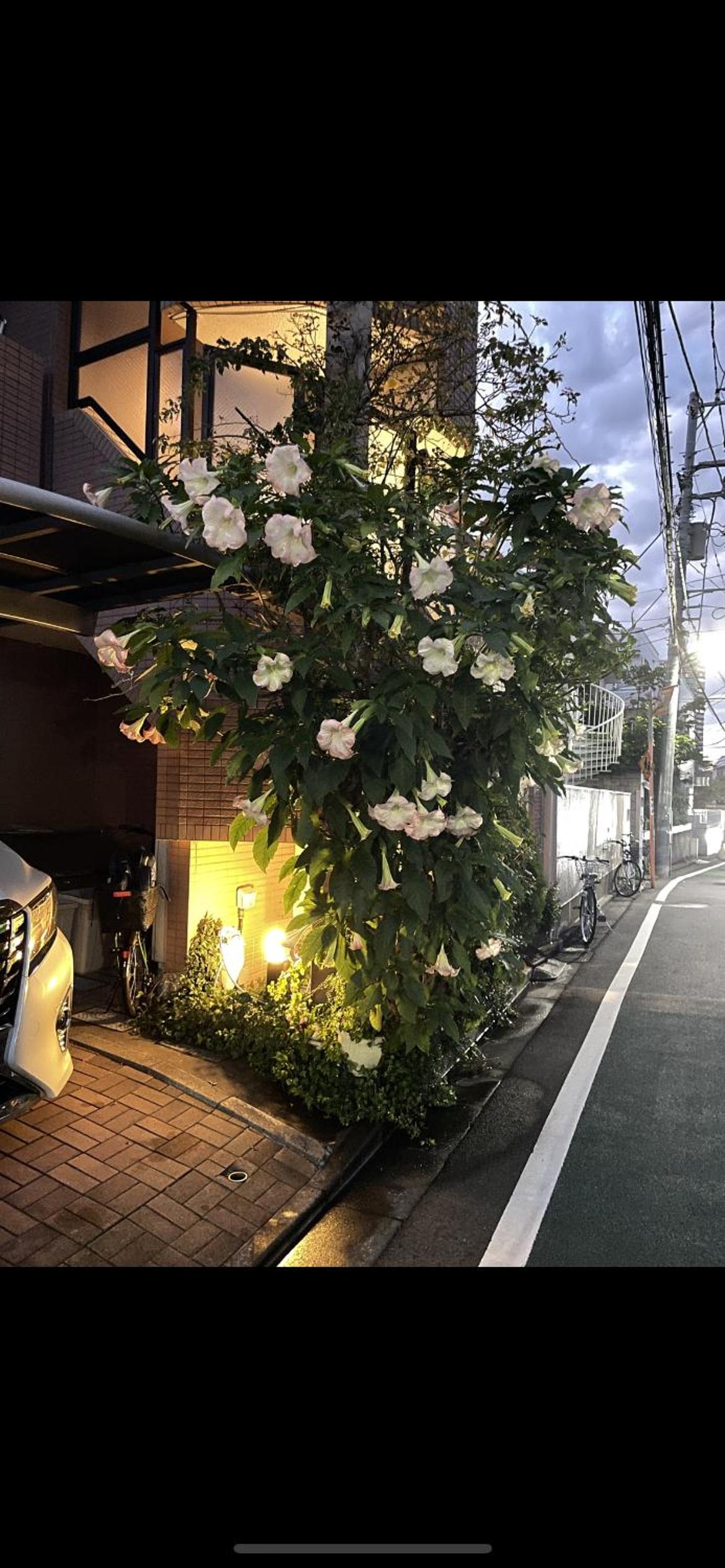 新宿安靜の家-A quiet home in Shinjuku - a 26 square meter double bed room that feels like home206