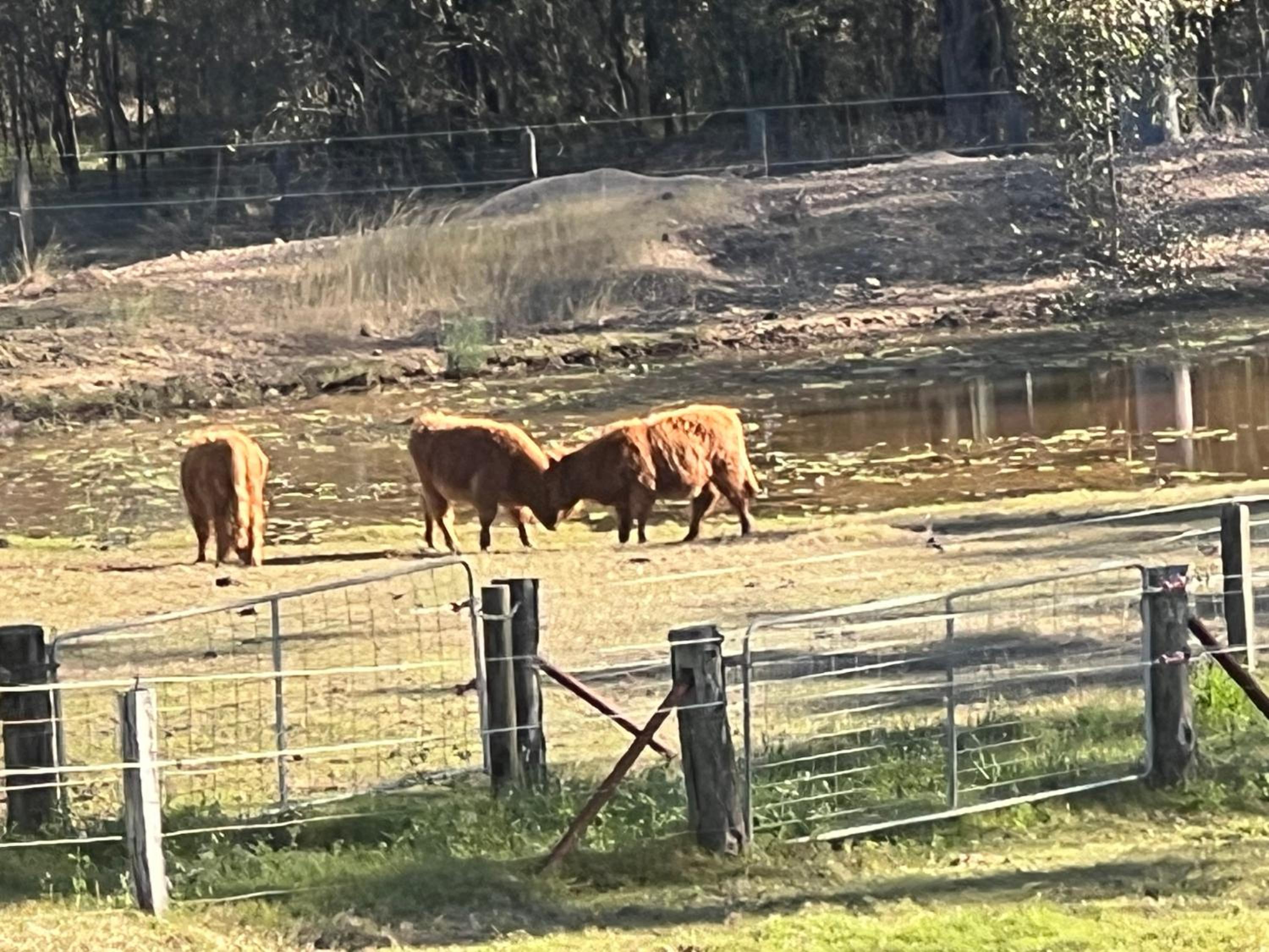 Sunrise Quarter Horse Stud