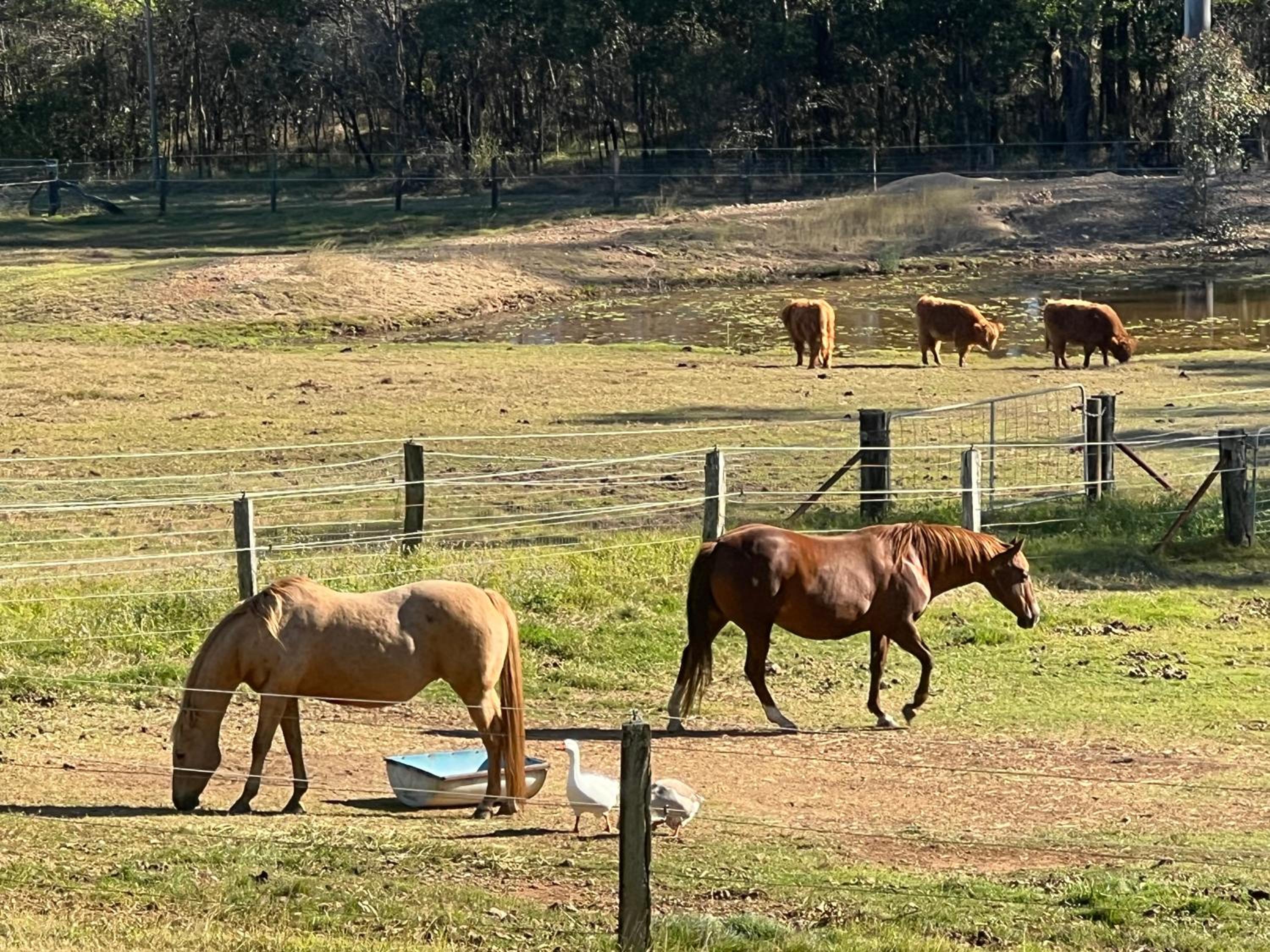 Sunrise Quarter Horse Stud