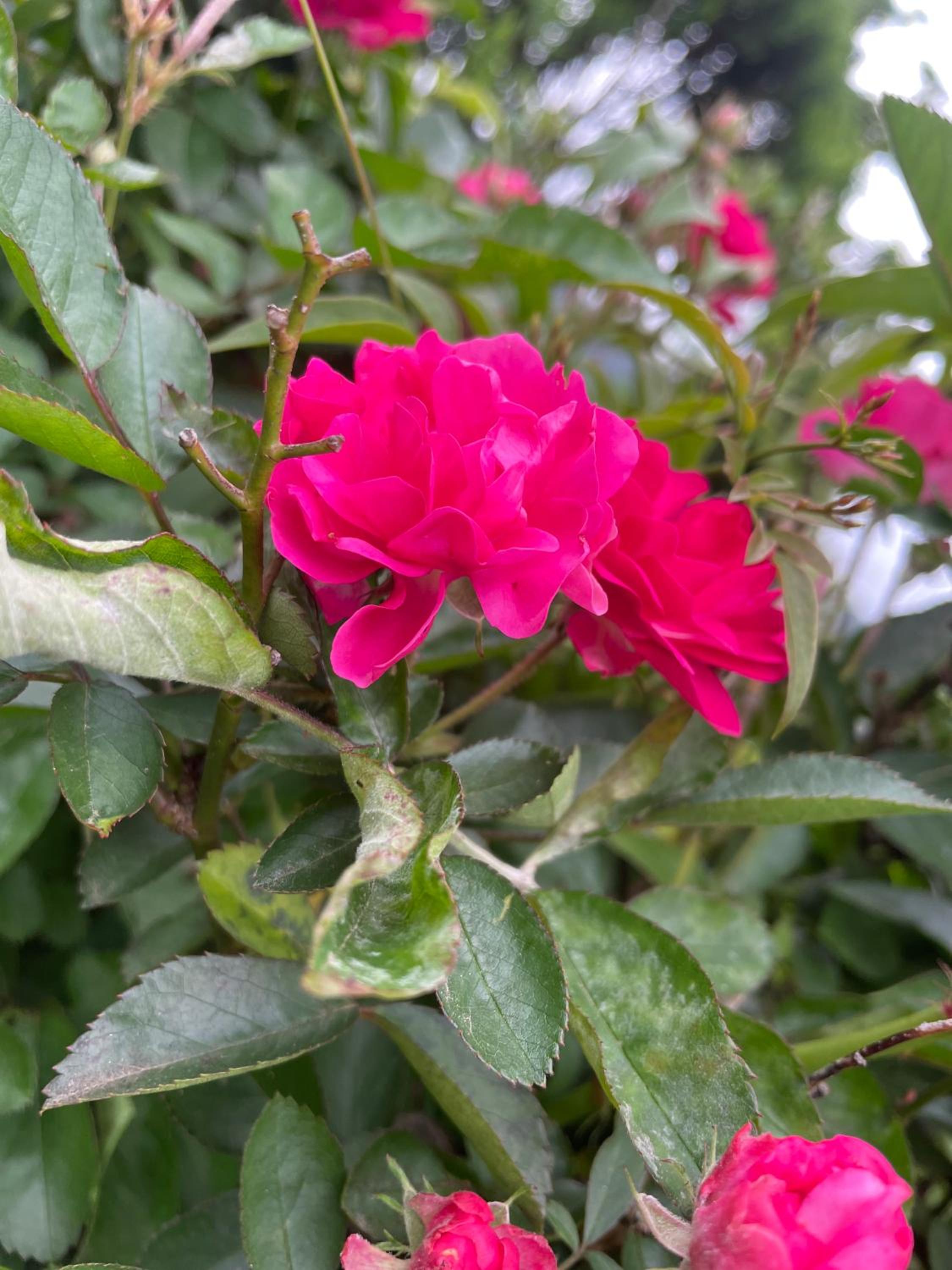 Photo 14